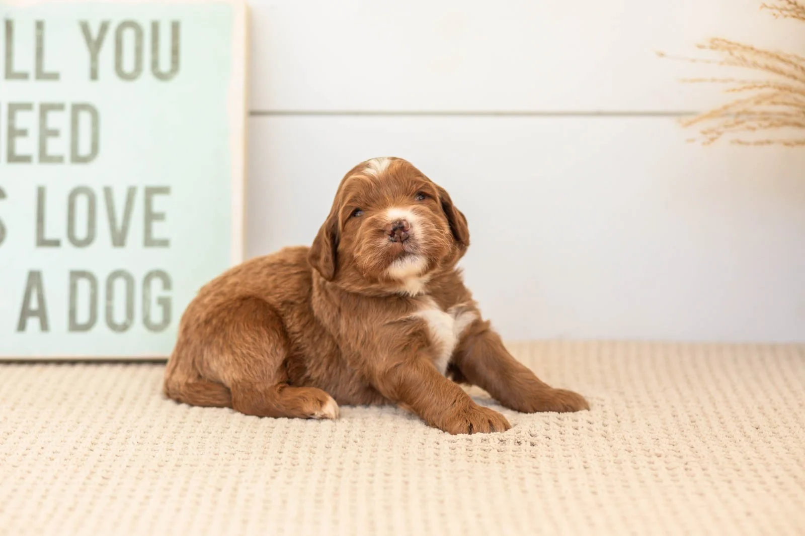 Bailey goldendoodle for sale(1).jpg