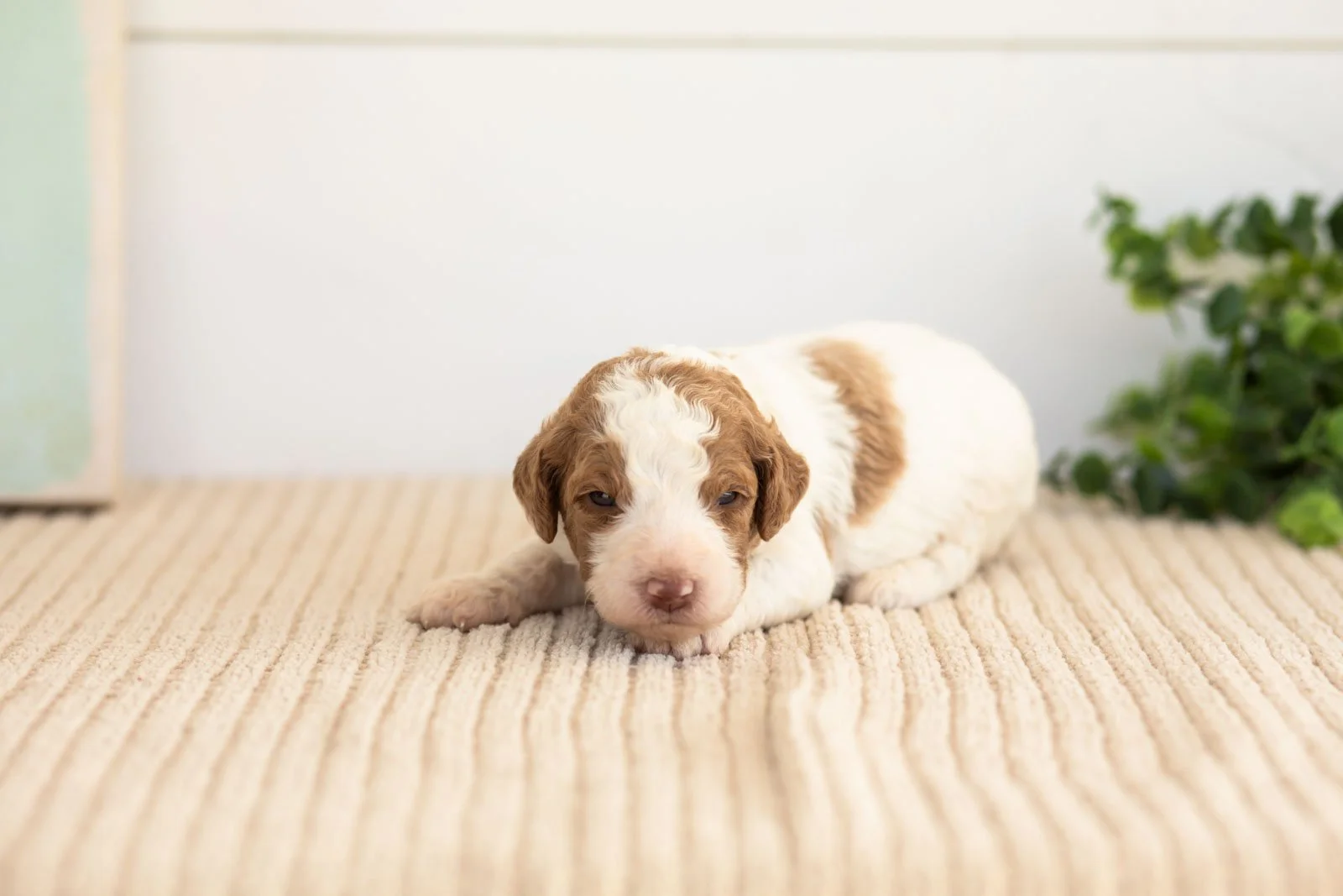 Laurie goldendoodle for sale.jpg