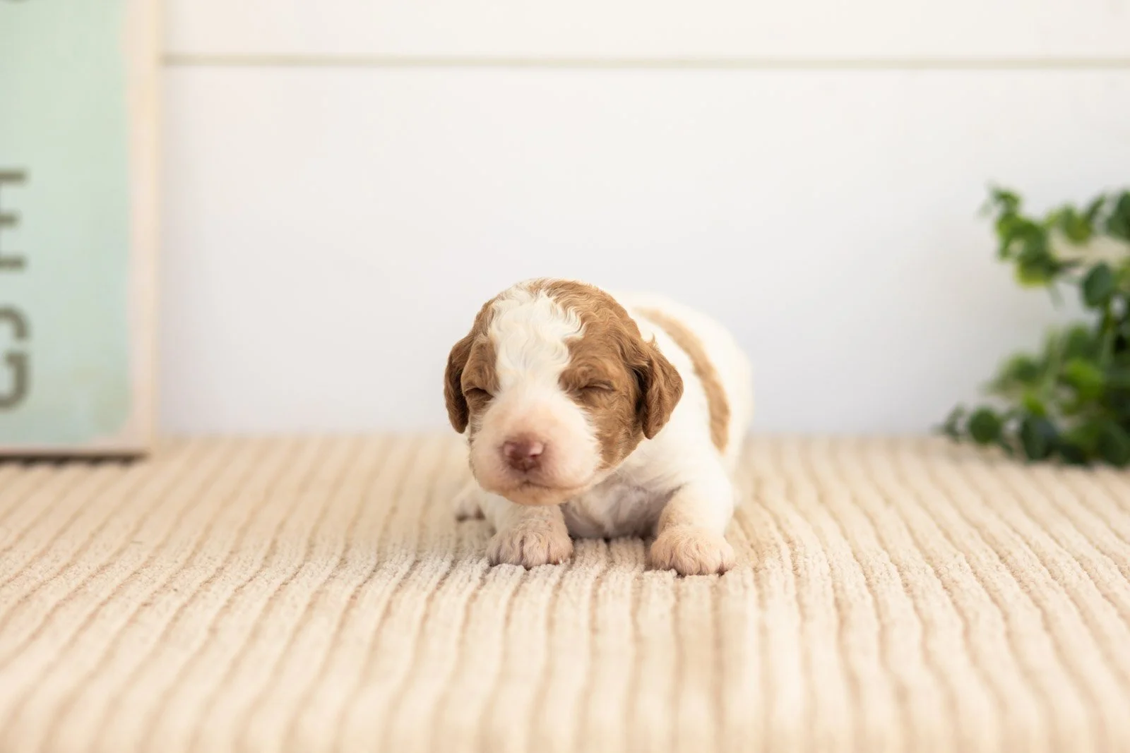 Laurie goldendoodle for sale(1).jpg