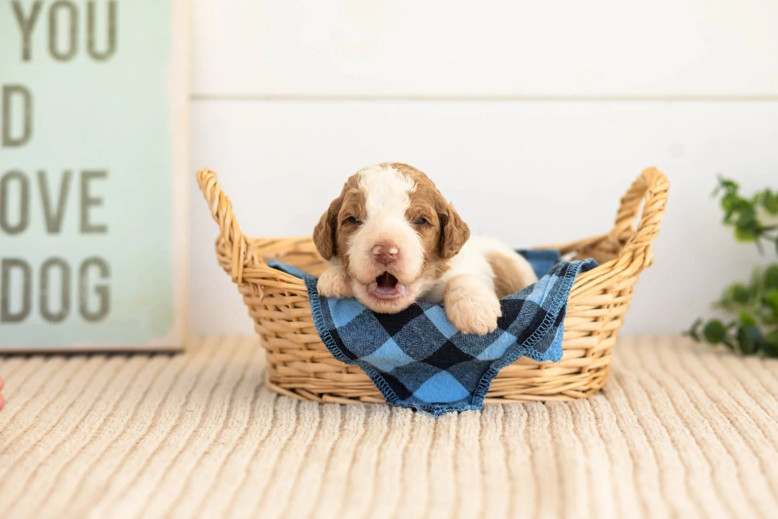Laurie goldendoodle for sale(2).jpg