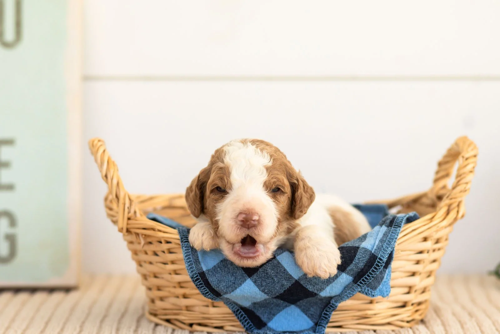 Laurie goldendoodle for sale(3).jpg
