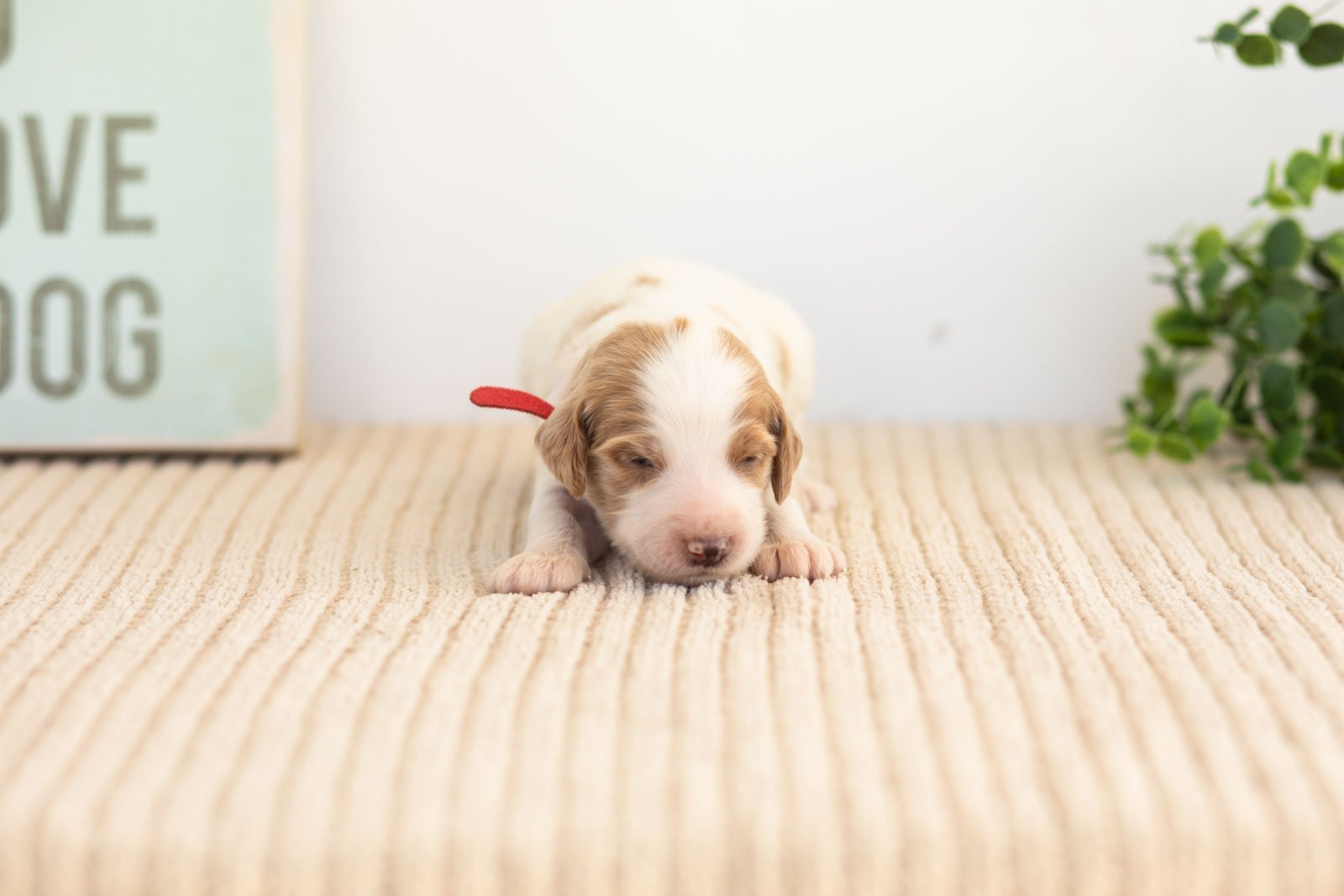 Pamir goldendoodle for sale.jpg