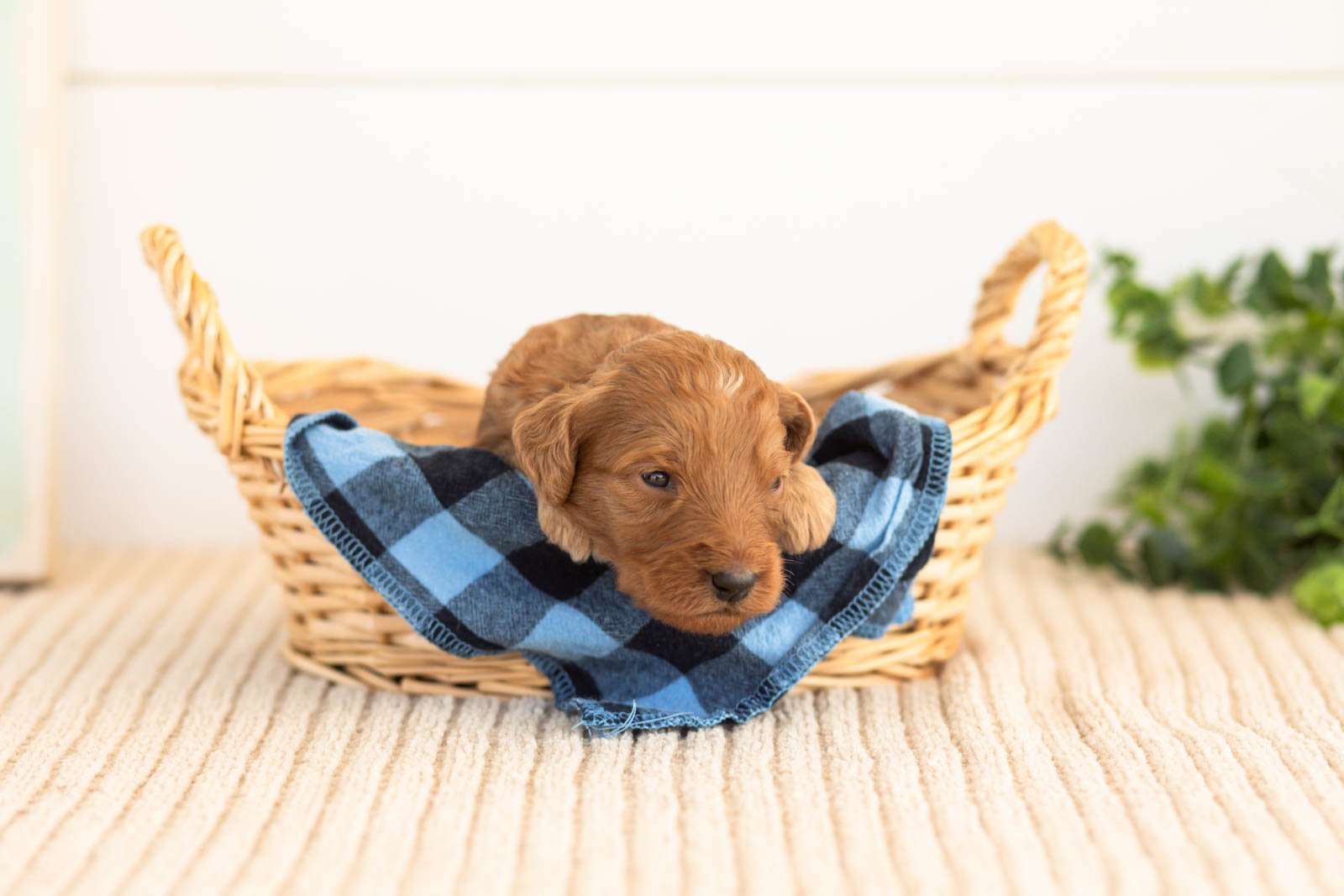 Pyra goldendoodle for sale(1).jpg