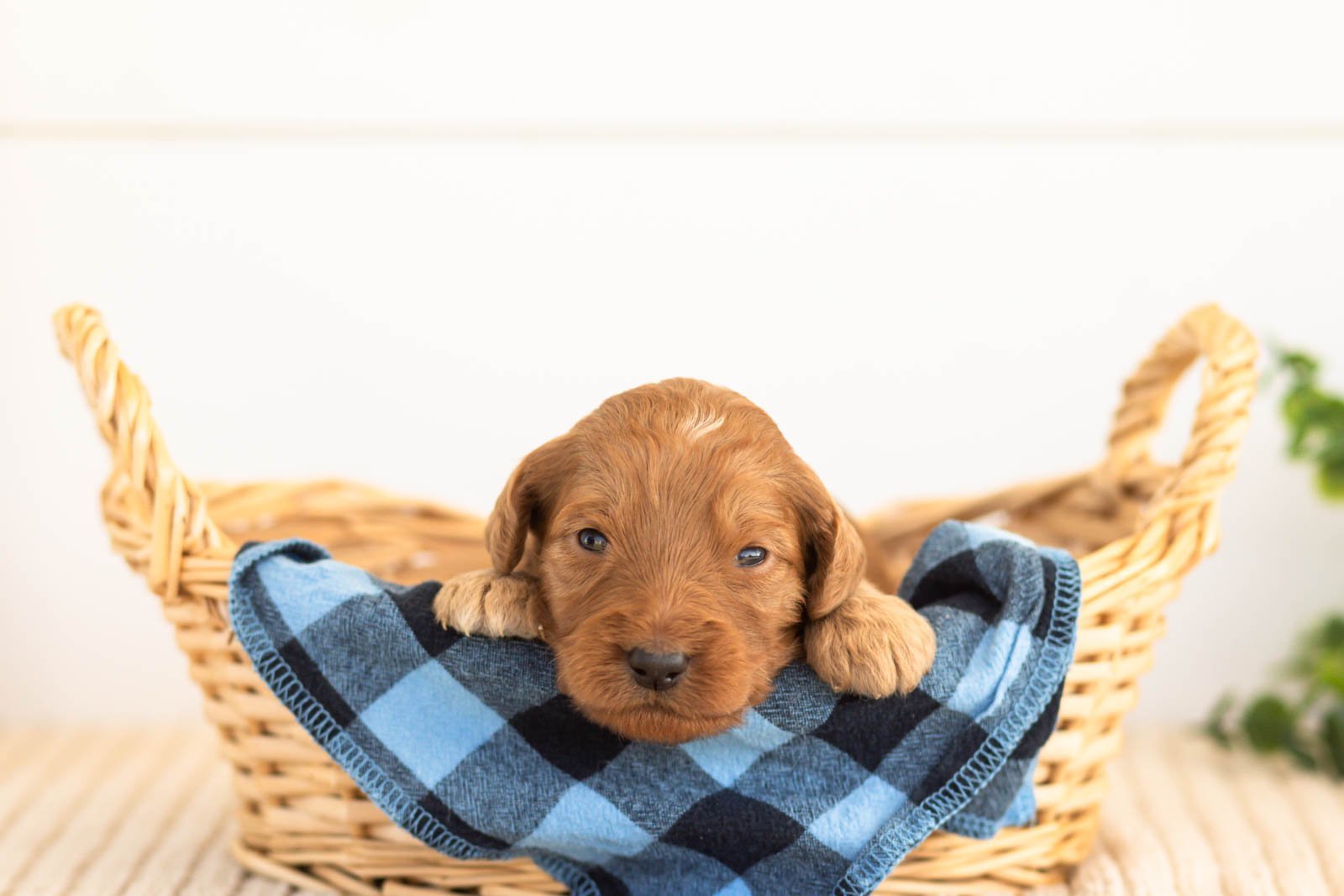Pyra goldendoodle for sale(2).jpg