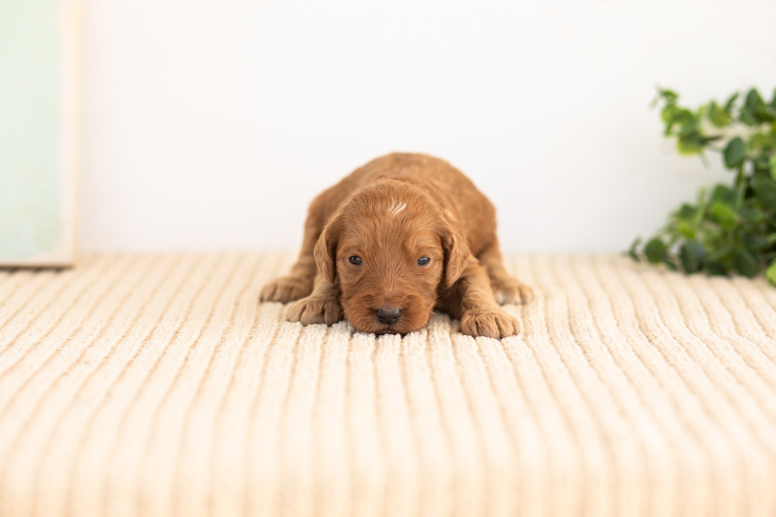 Pyra goldendoodle for sale(3).jpg