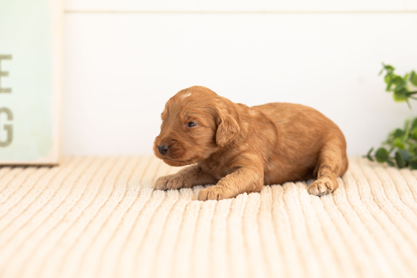 Pyra goldendoodle for sale(4).jpg
