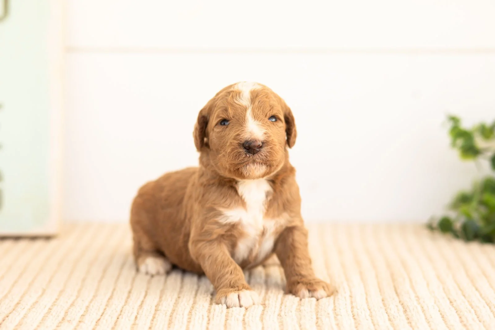 Alps goldendoodle for sale.jpg
