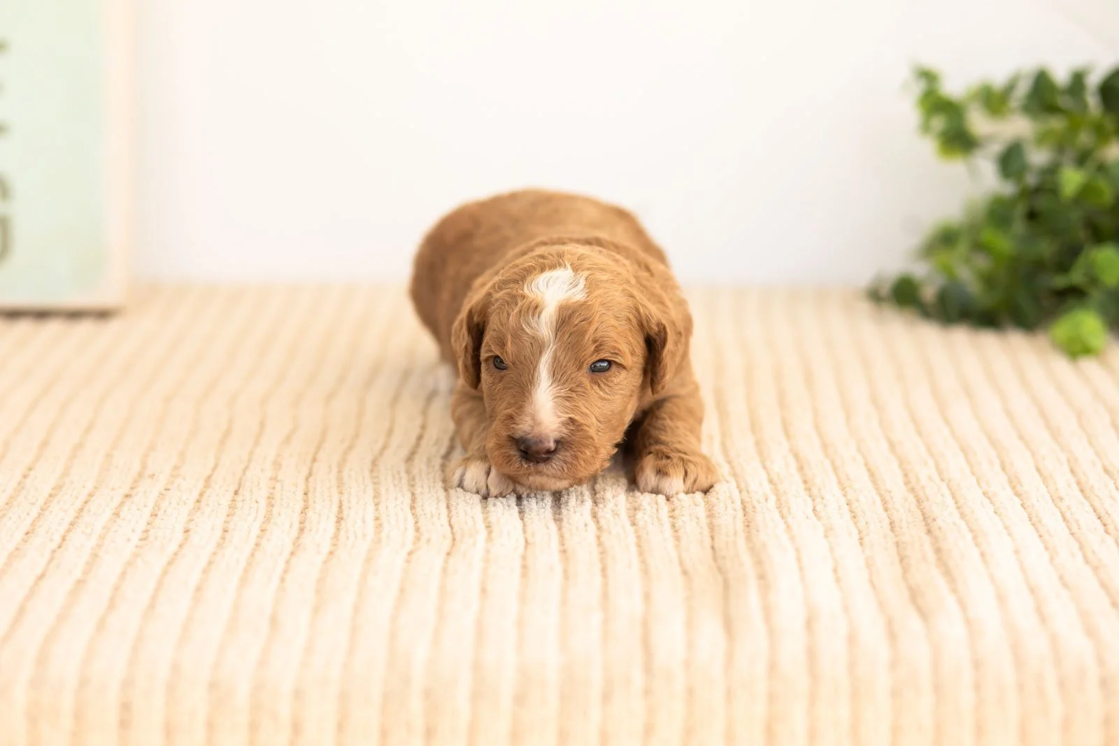 Alps goldendoodle for sale(1).jpg