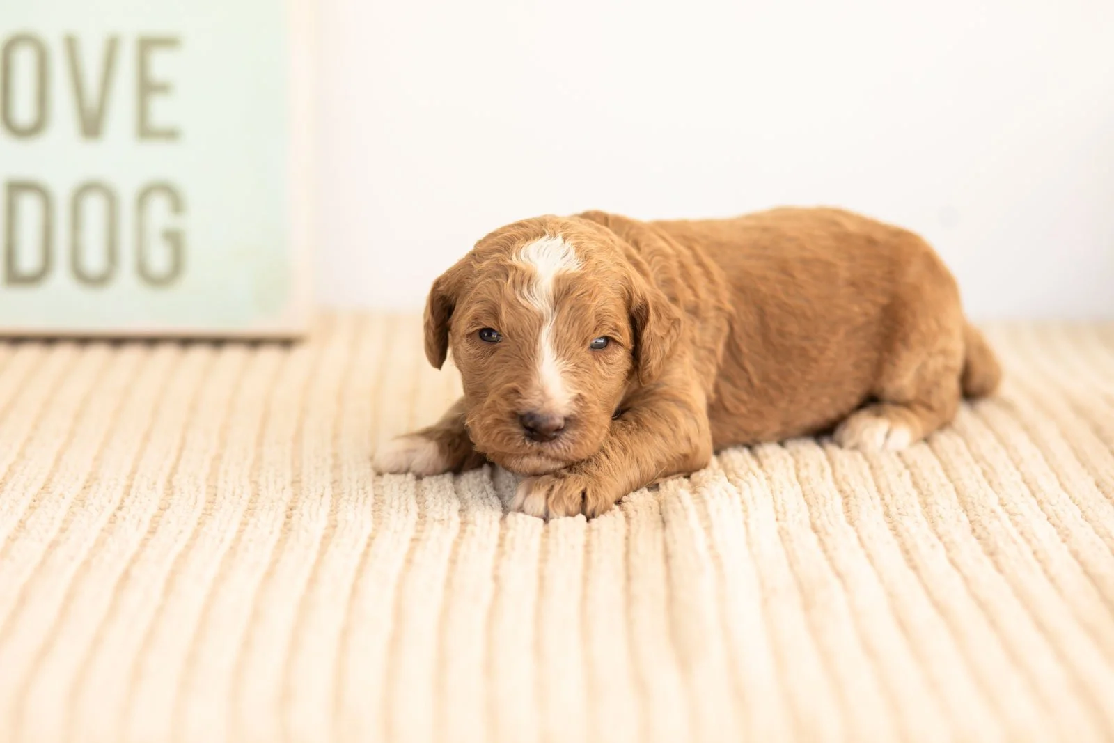 Alps goldendoodle for sale(3).jpg