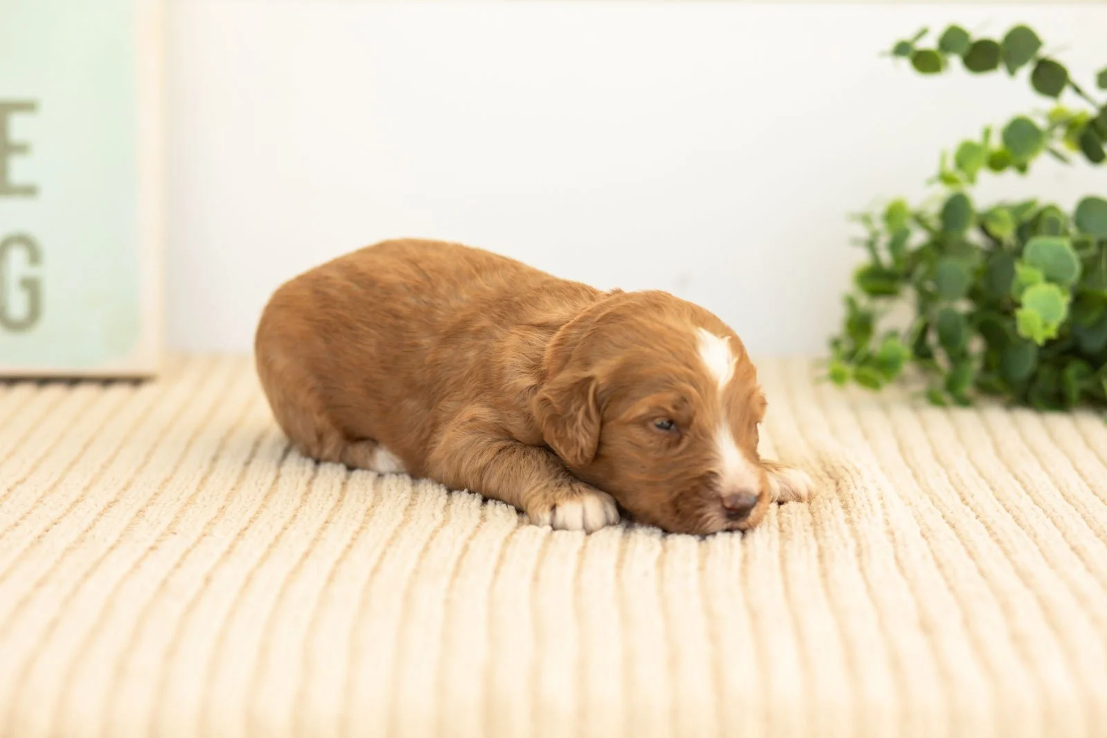 Andes goldendoodle for sale.jpg