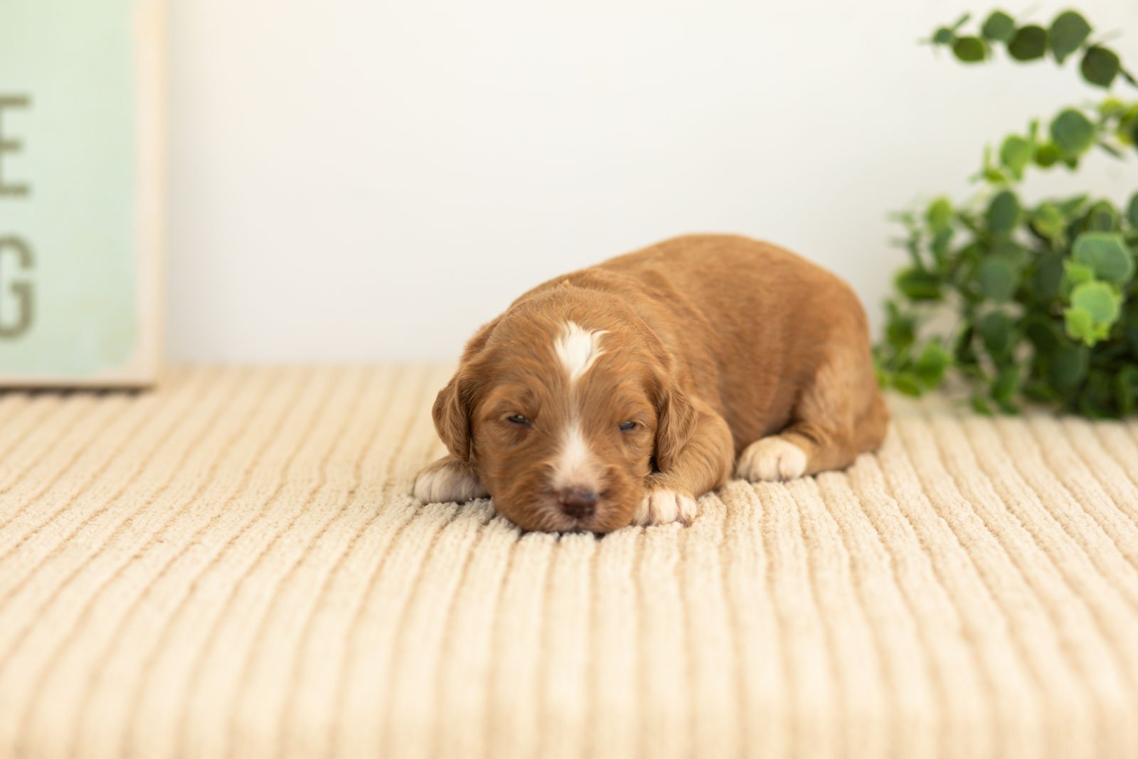 Andes goldendoodle for sale(1).jpg