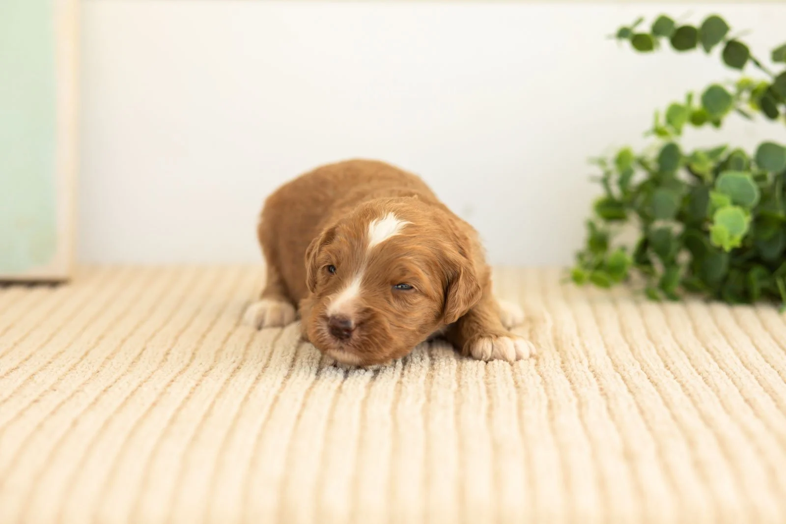 Andes goldendoodle for sale(2).jpg