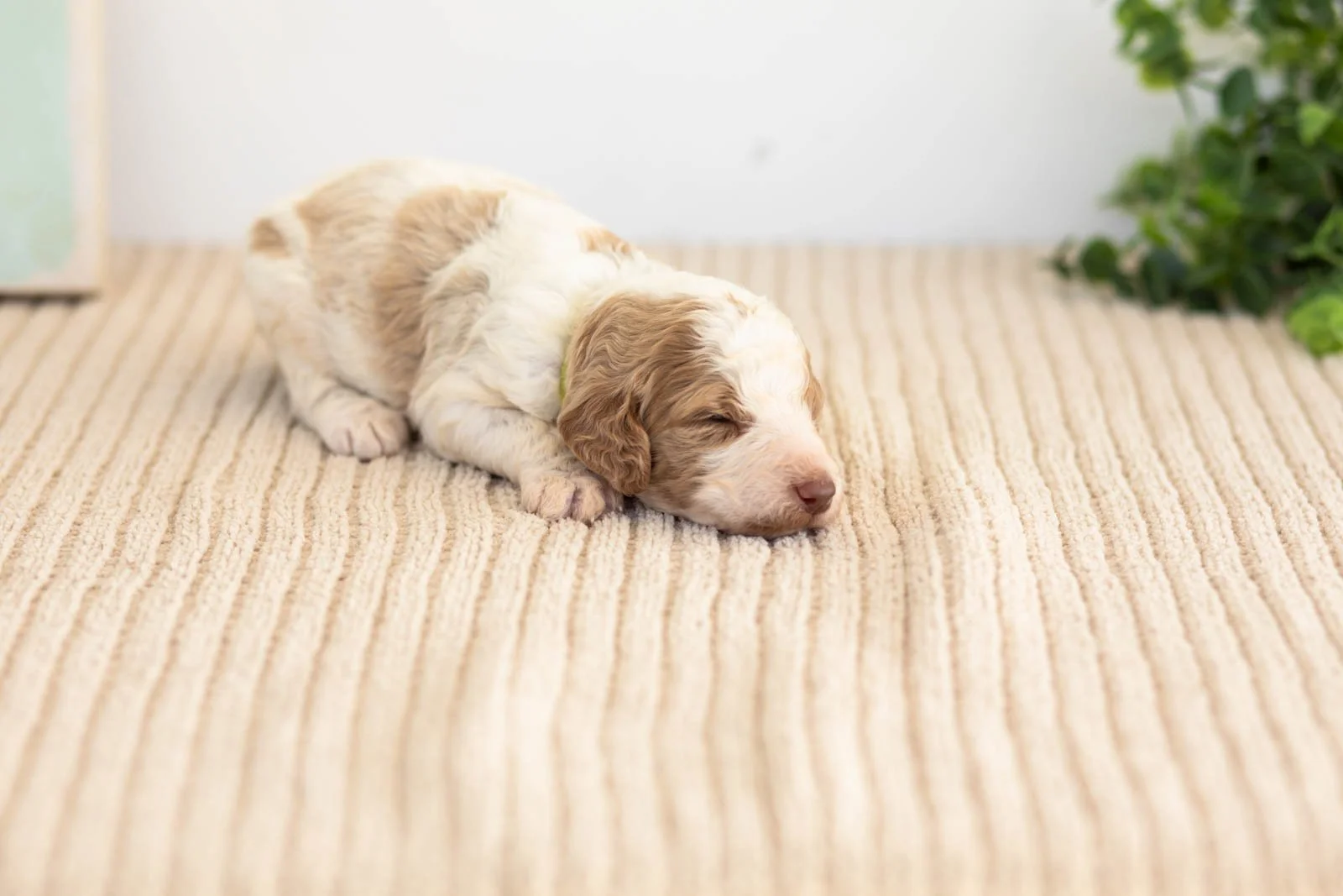 Brooks goldendoodle for sale.jpg