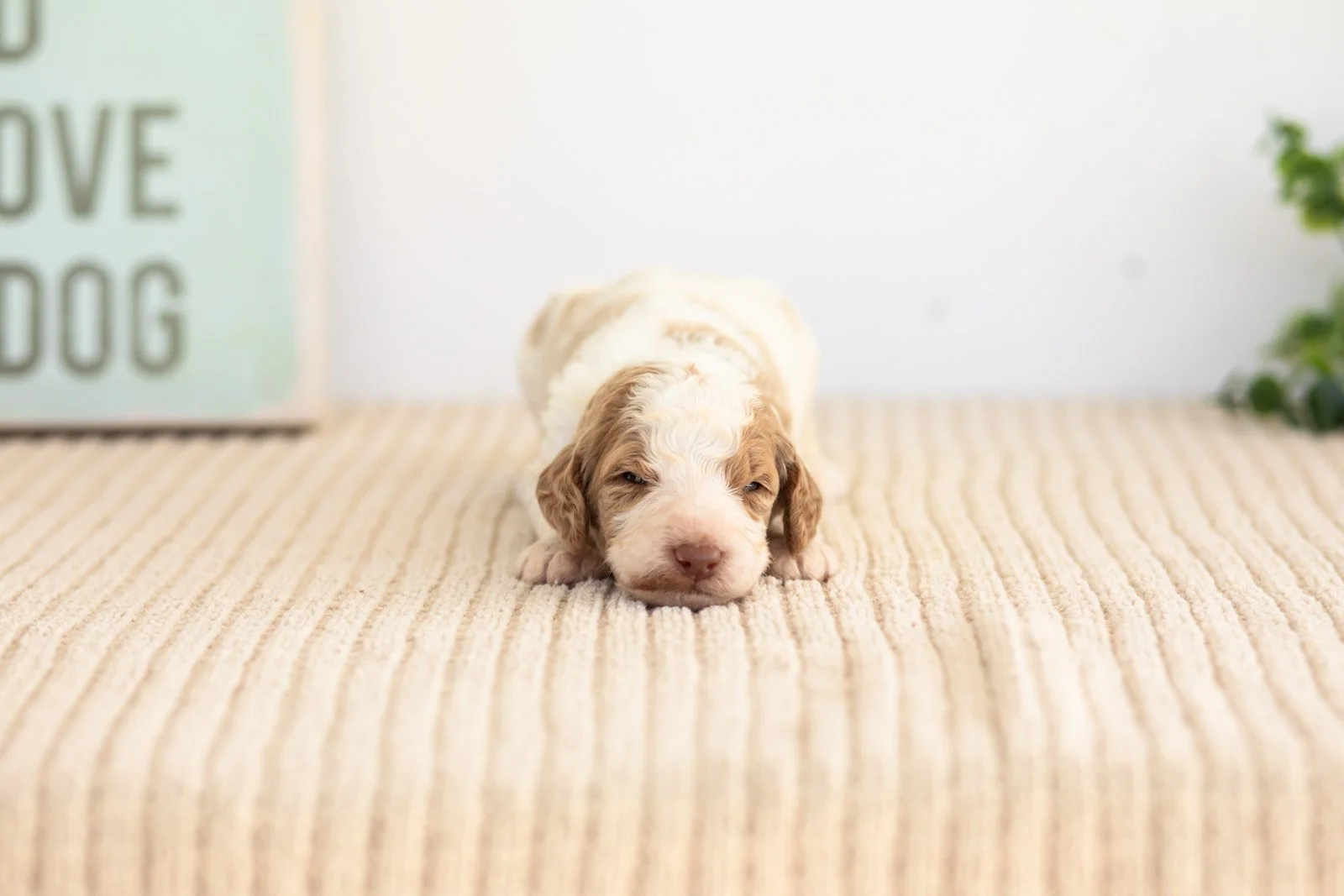 Brooks goldendoodle for sale(2).jpg
