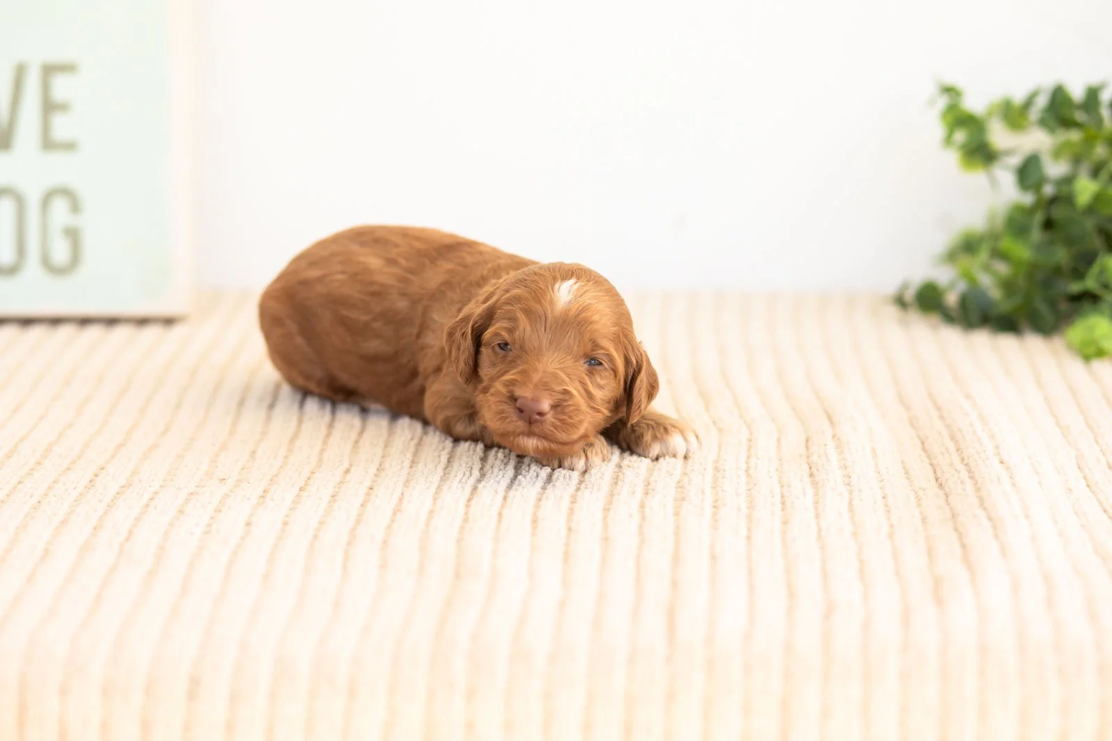 Ozark goldendoodle for sale(1).jpg