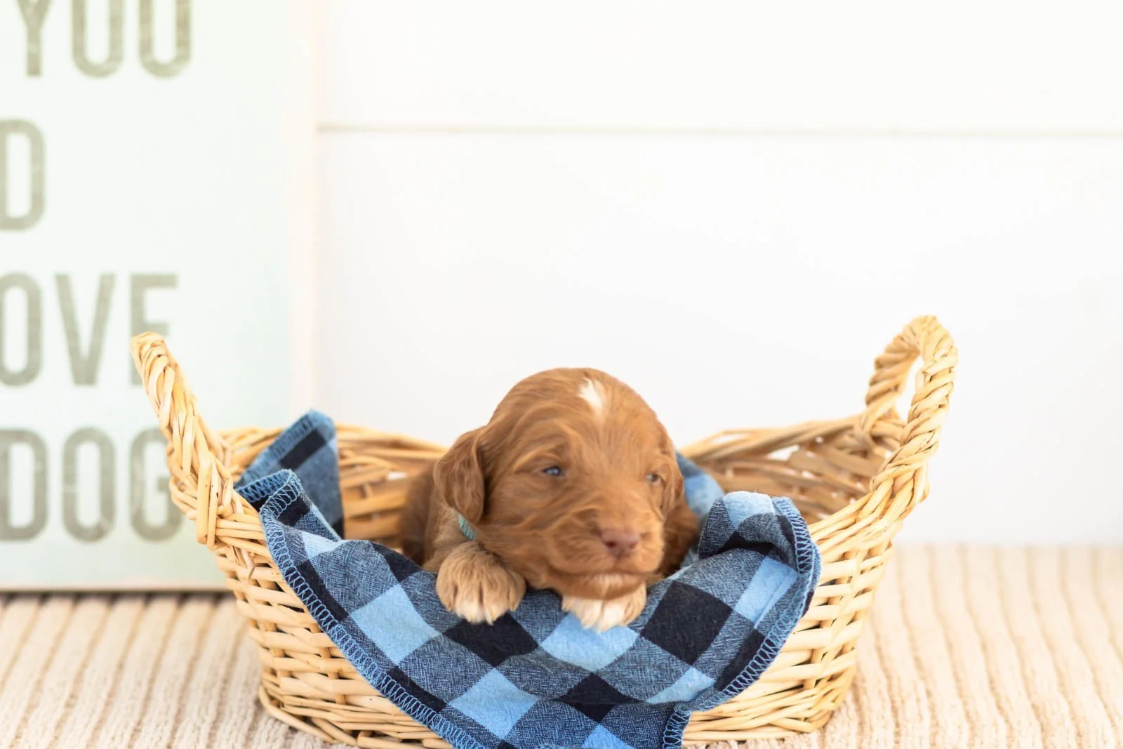Ozark goldendoodle for sale(2).jpg