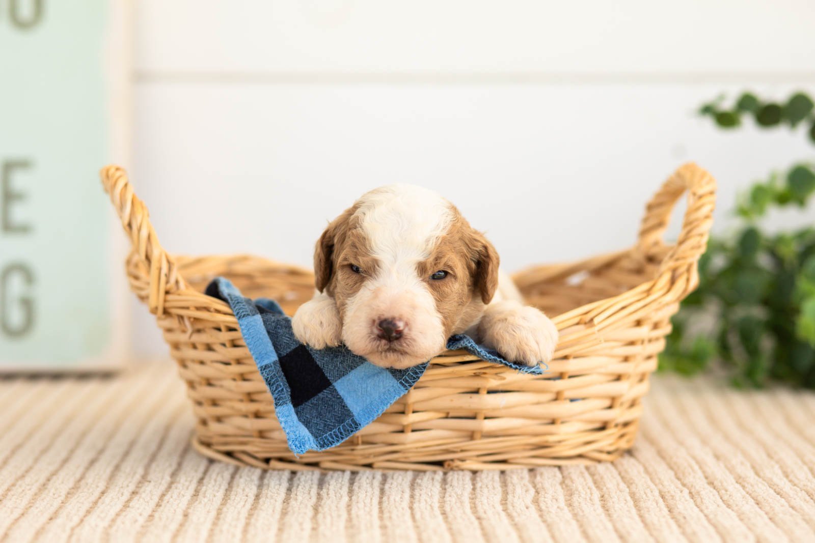 Rocky goldendoodle for sale(3).jpg