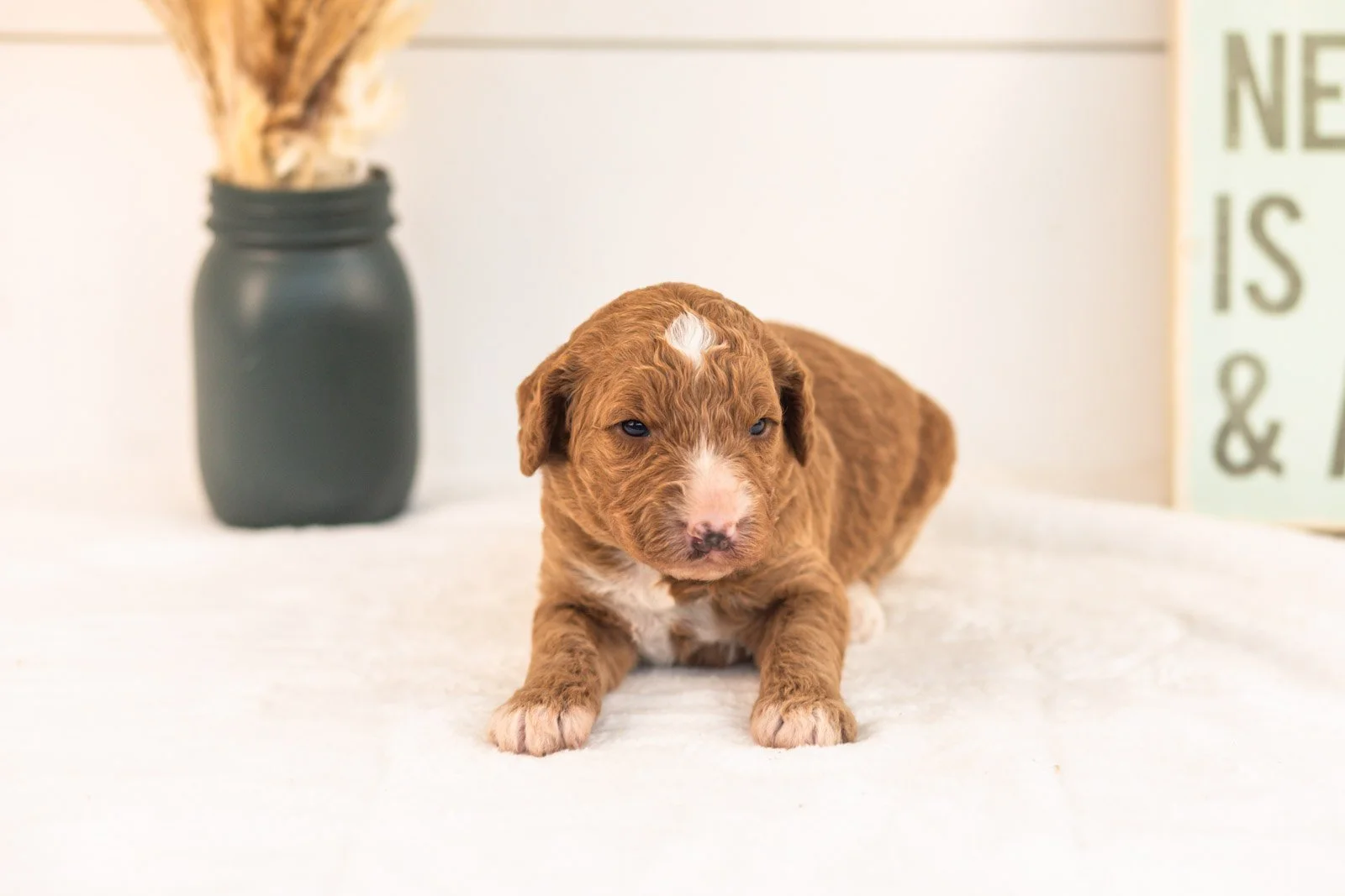 Evelyn goldendoodle for sale(1).jpg