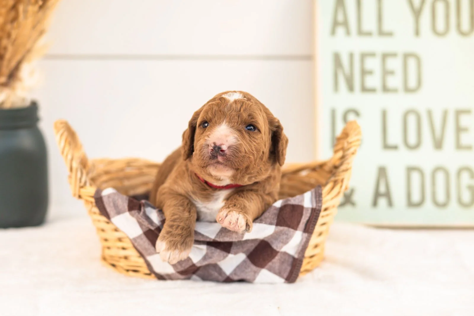 Evelyn goldendoodle for sale(4).jpg