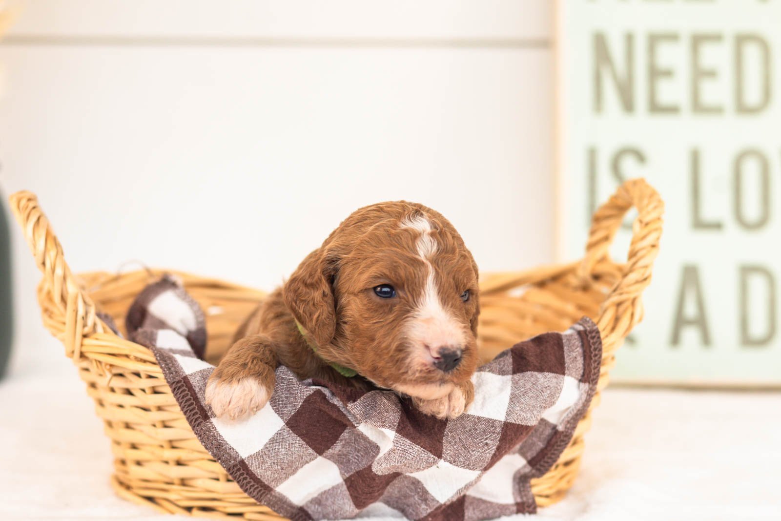 Kanga goldendoodle for sale.jpg