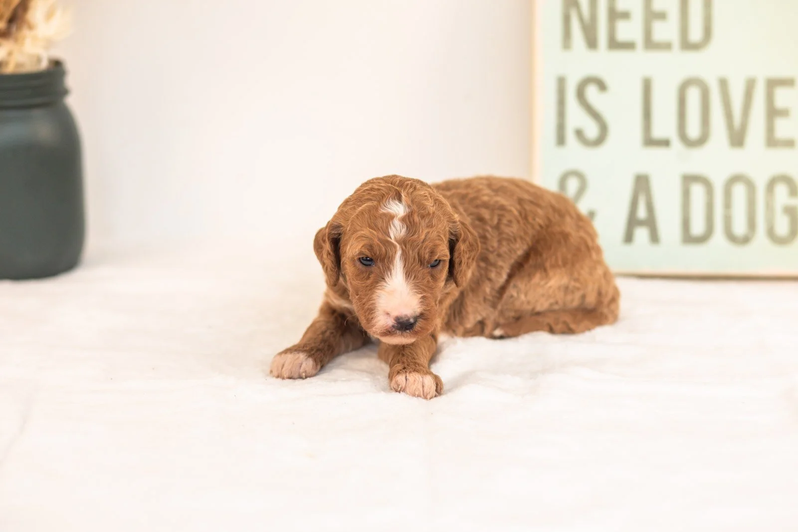 Kanga goldendoodle for sale(1).jpg