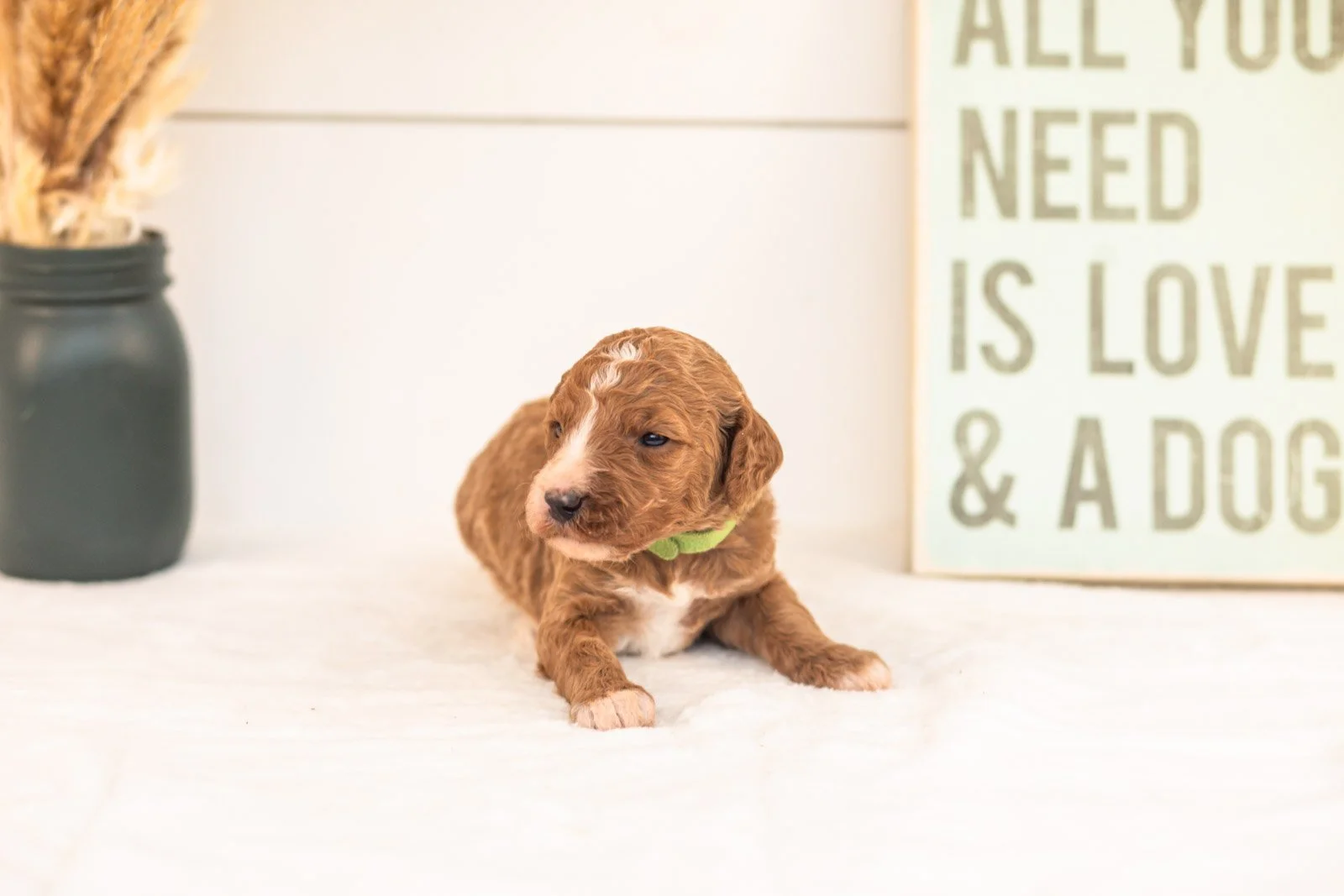 Kanga goldendoodle for sale(2).jpg