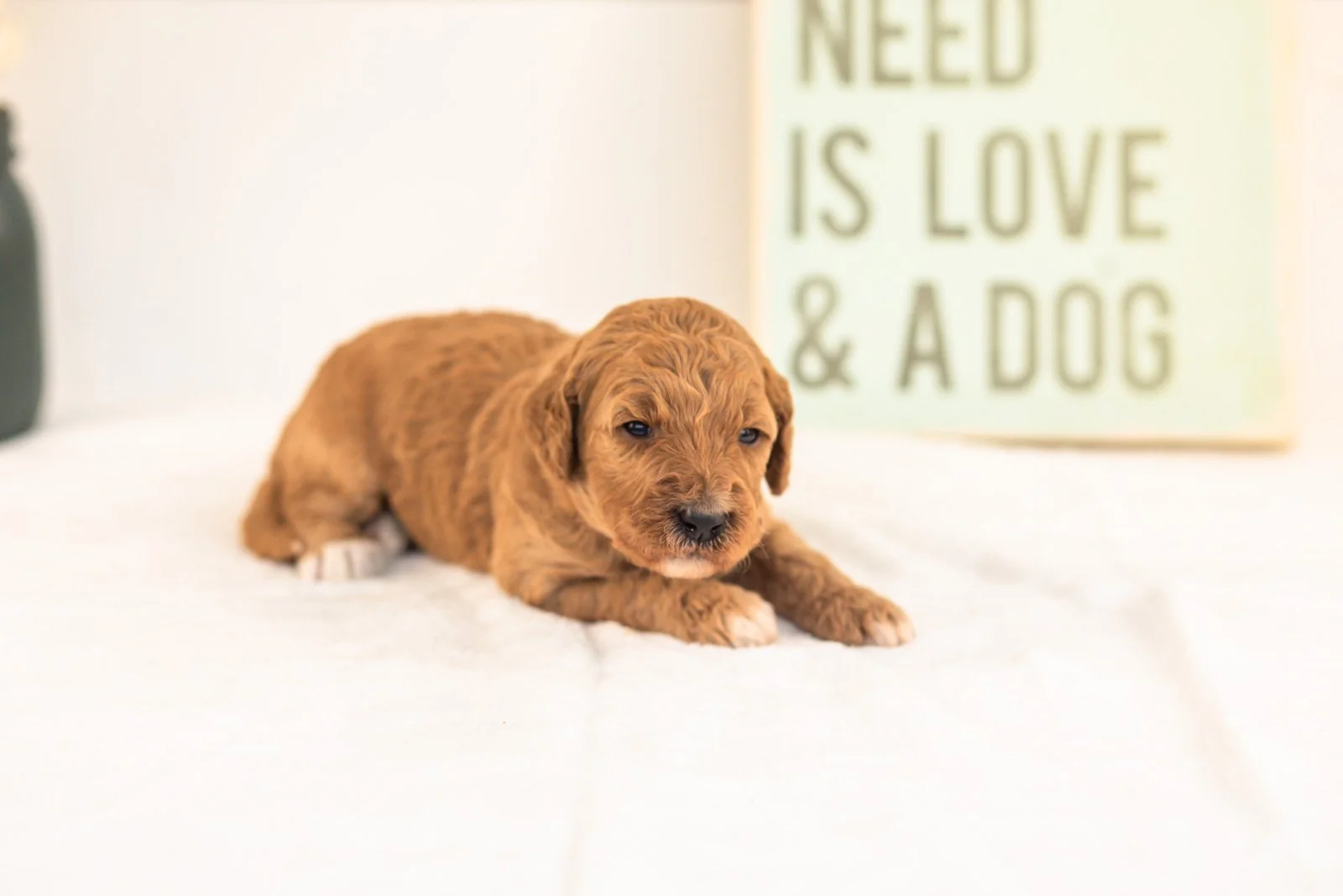 Lottie goldendoodle for sale.jpg