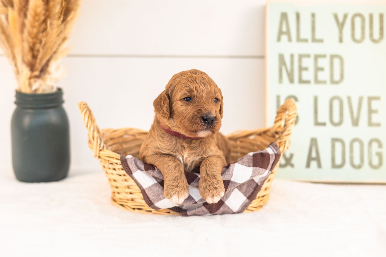 Lottie goldendoodle for sale(1).jpg