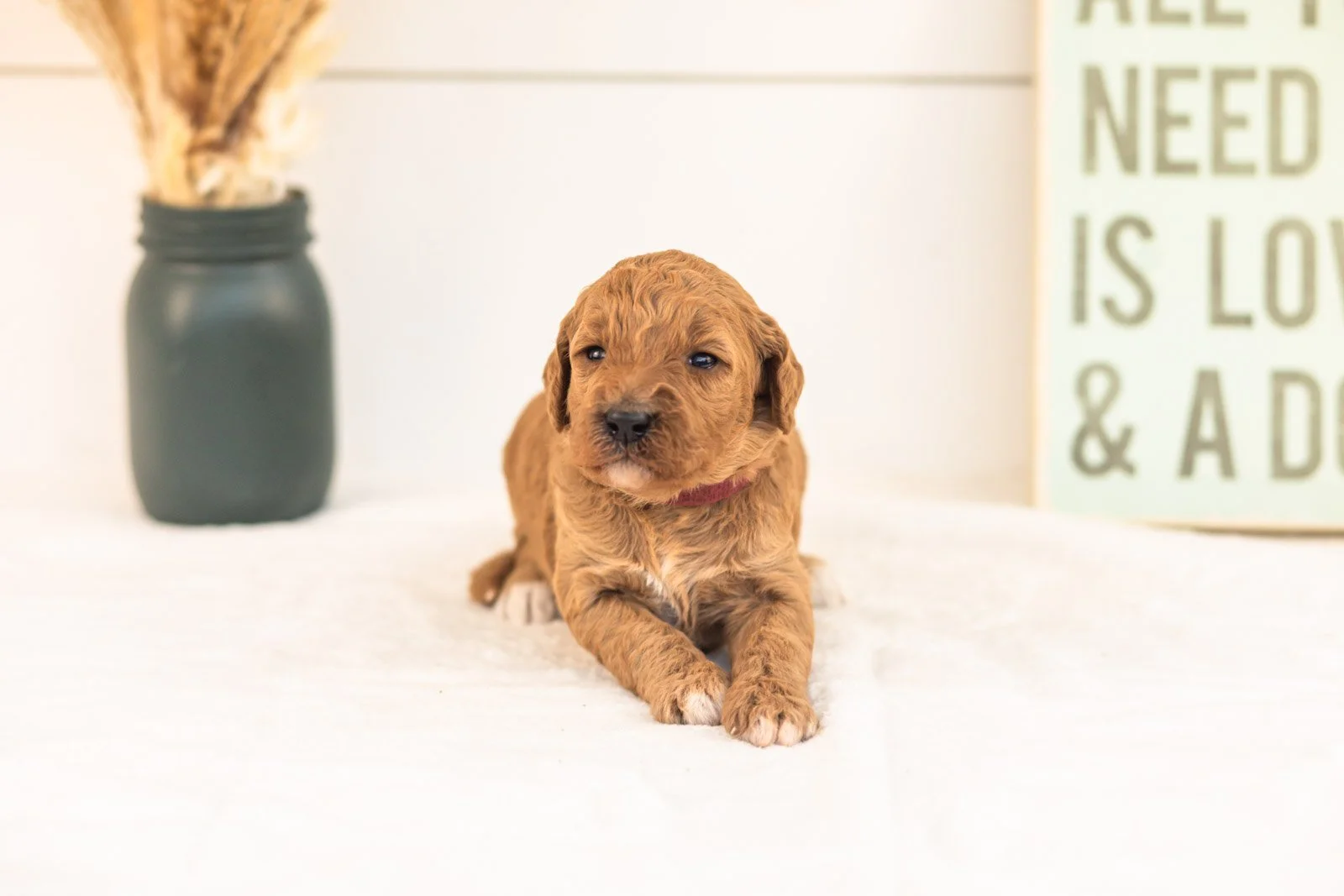 Lottie goldendoodle for sale(3).jpg