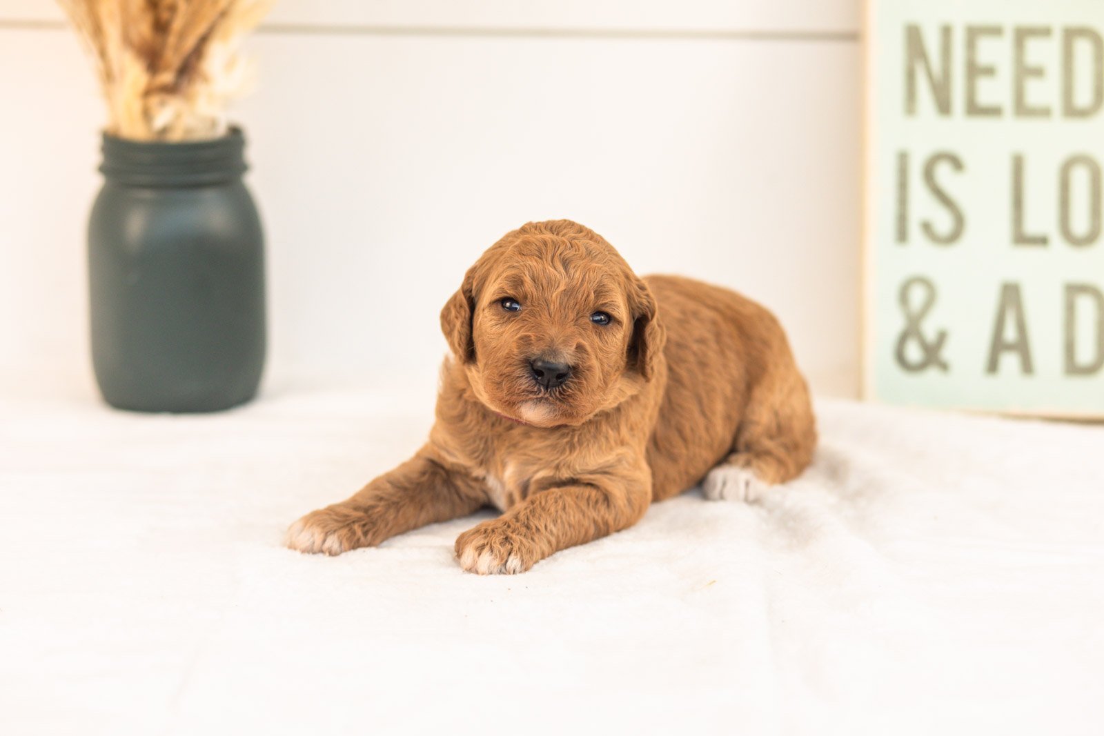 Lottie goldendoodle for sale(4).jpg