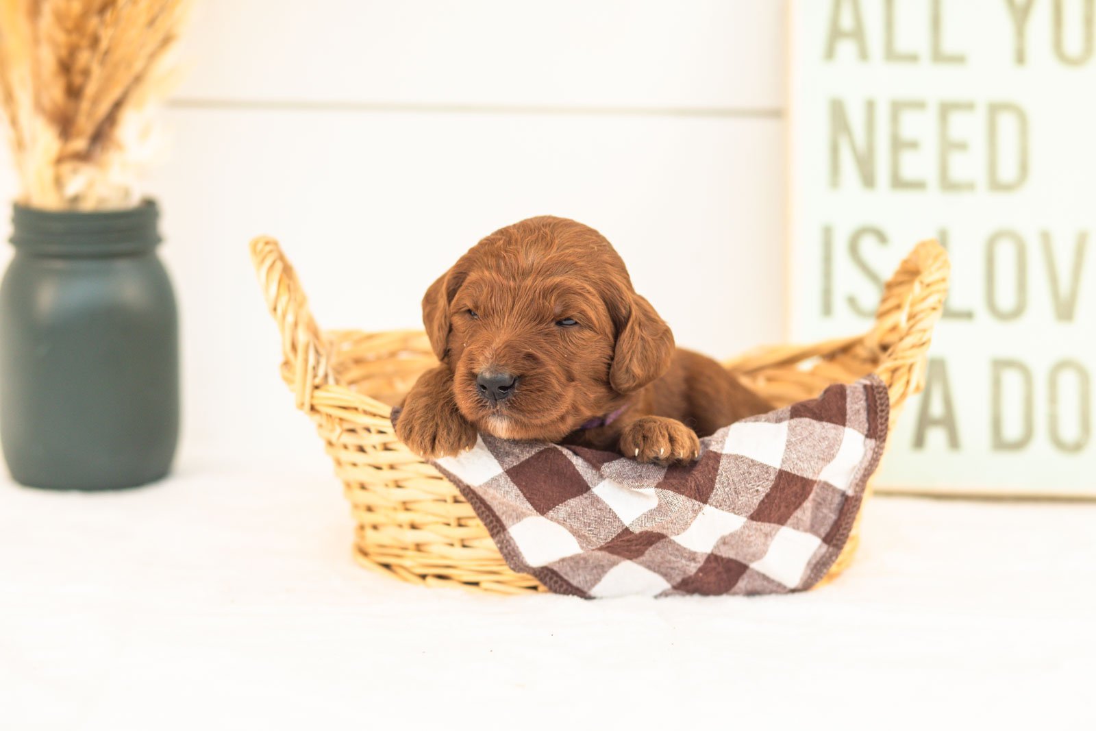 Piglet goldendoodle for sale.jpg