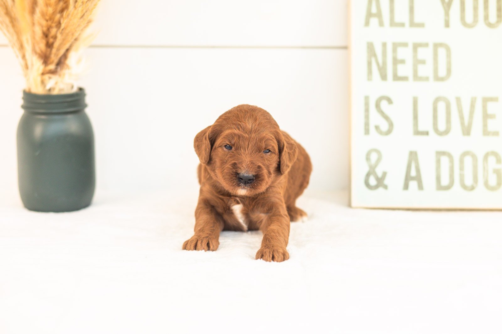 Piglet goldendoodle for sale(2).jpg
