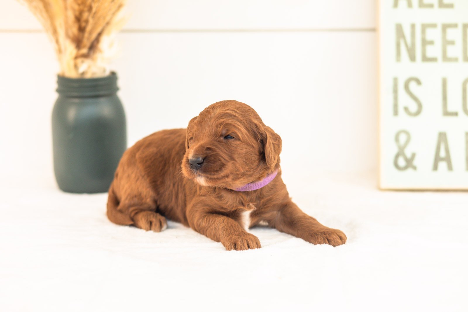 Piglet goldendoodle for sale(4).jpg