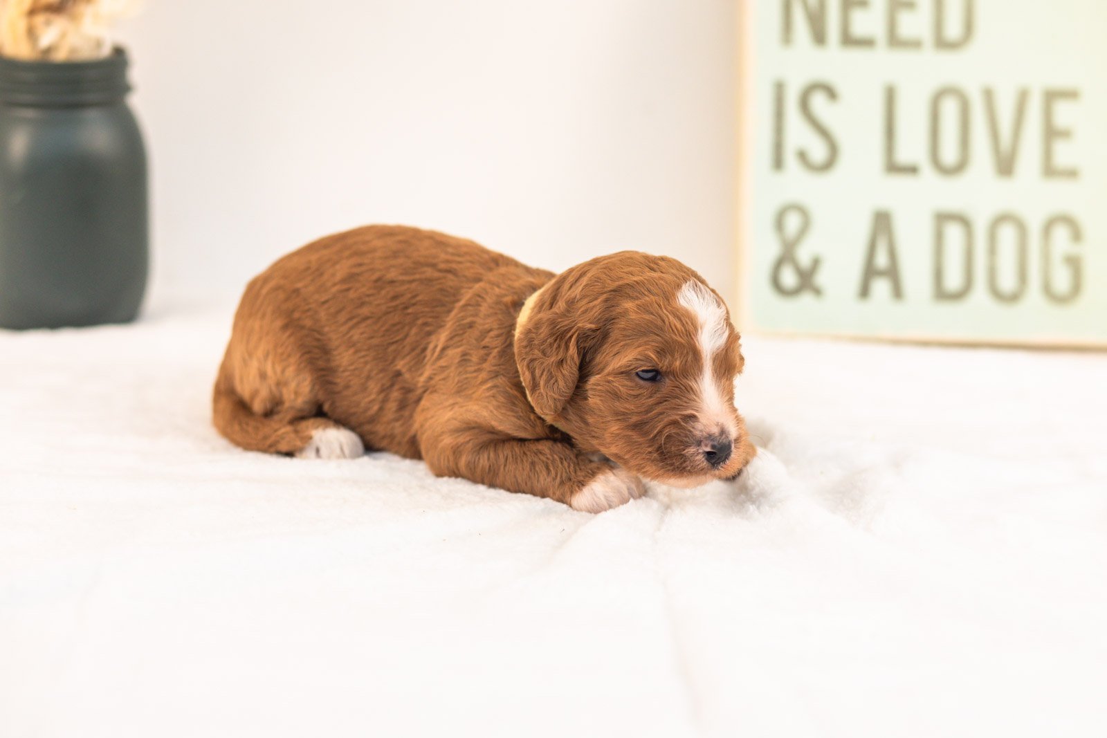 Heffalump goldendoodle for sale.jpg