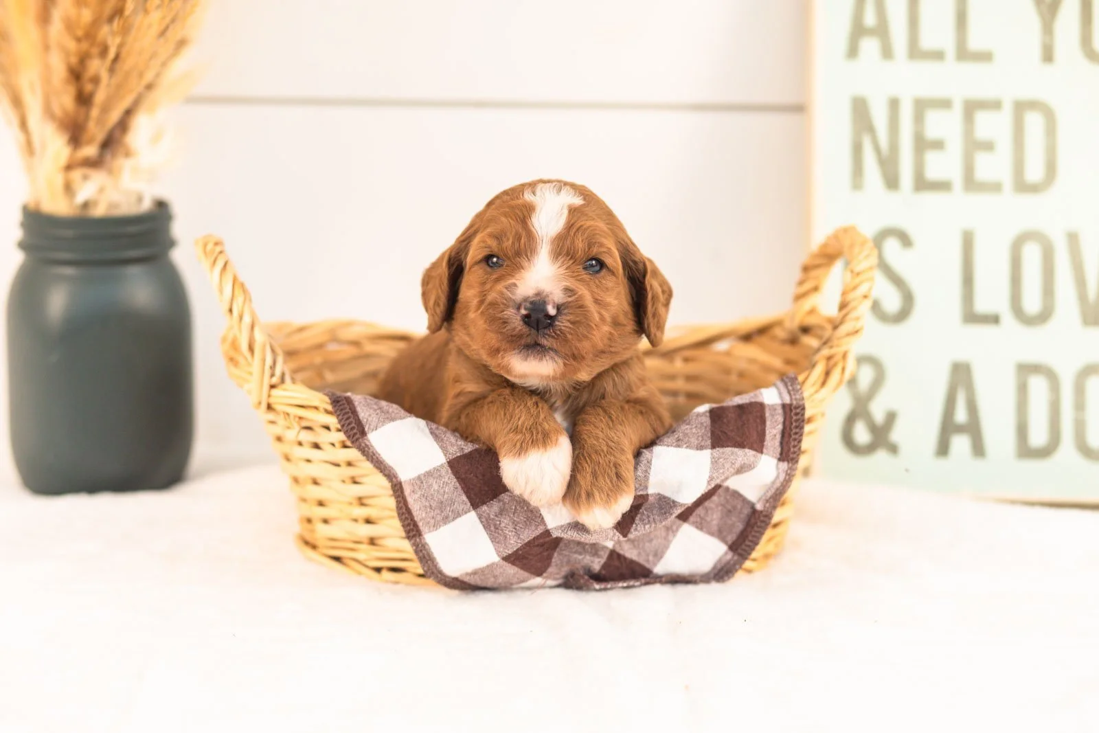 Heffalump goldendoodle for sale(1).jpg