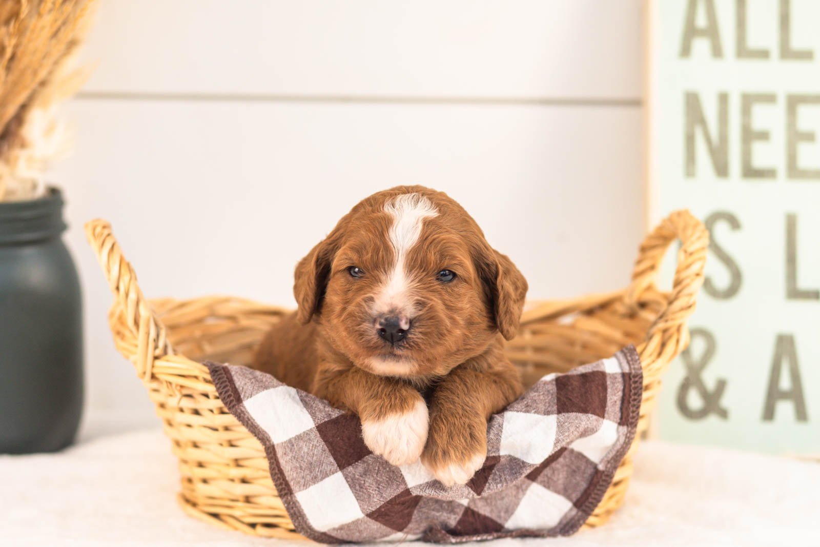 Heffalump goldendoodle for sale(2).jpg