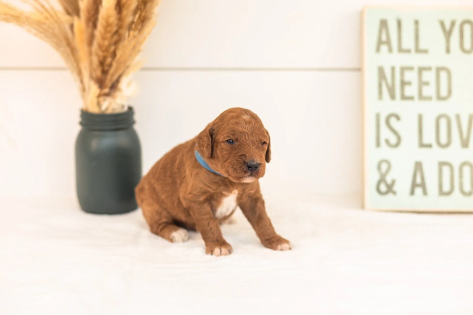 Pooh goldendoodle for sale.jpg