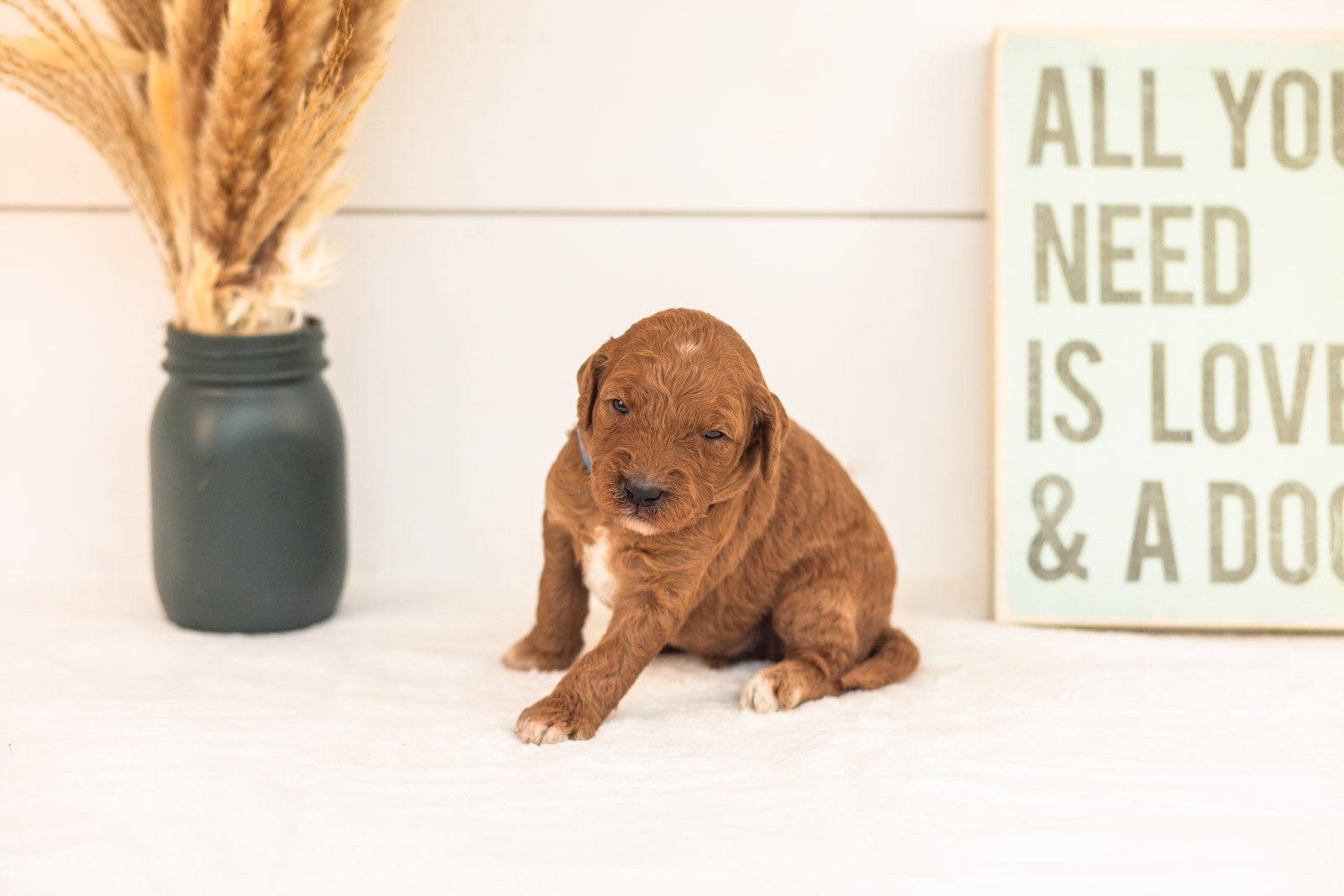 Pooh goldendoodle for sale(1).jpg