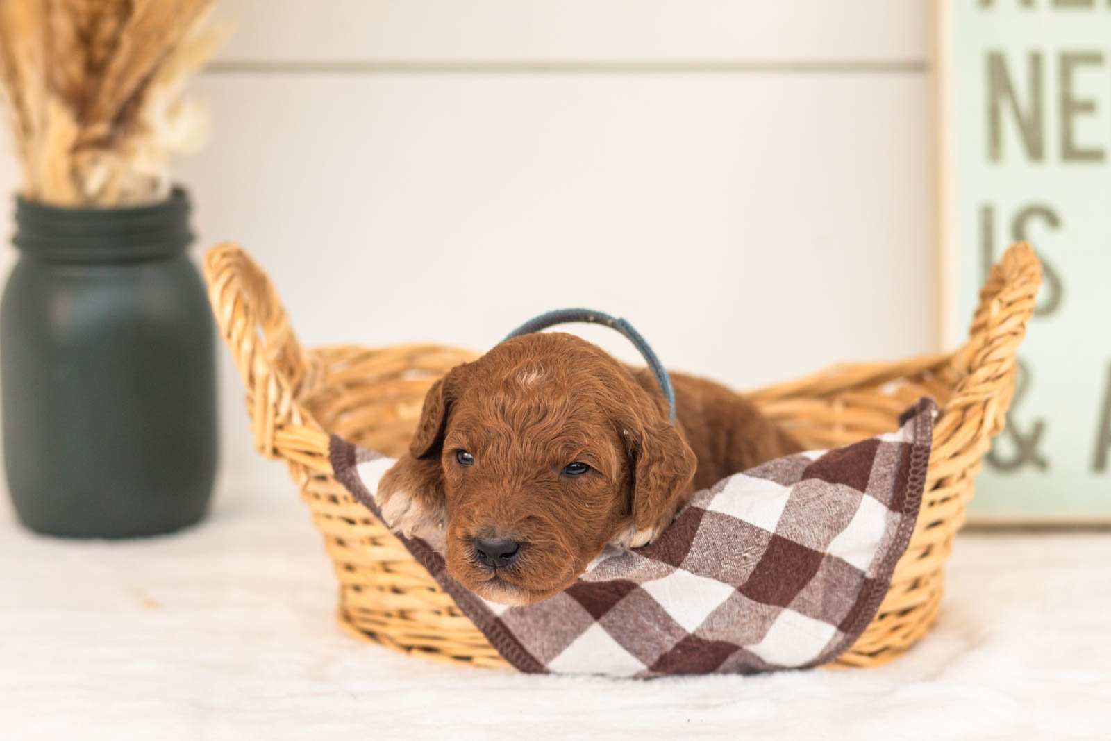 Pooh goldendoodle for sale(2).jpg