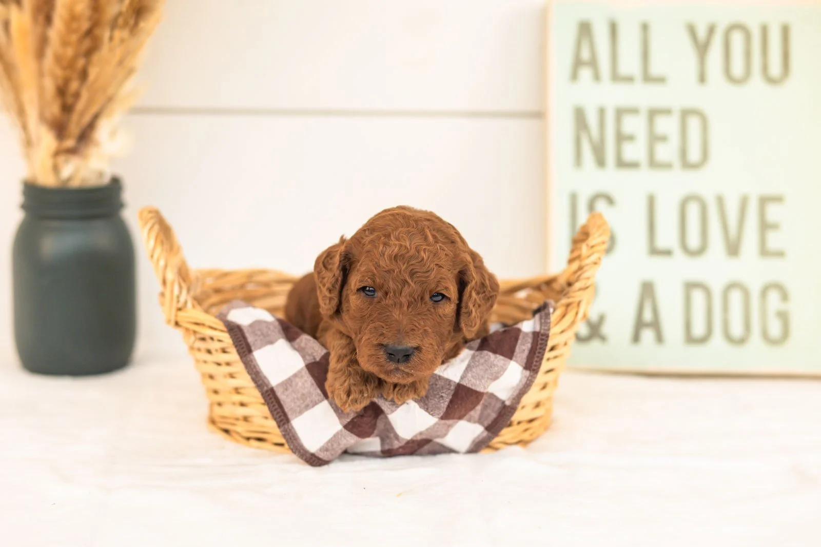 Roo goldendoodle for sale(1).jpg
