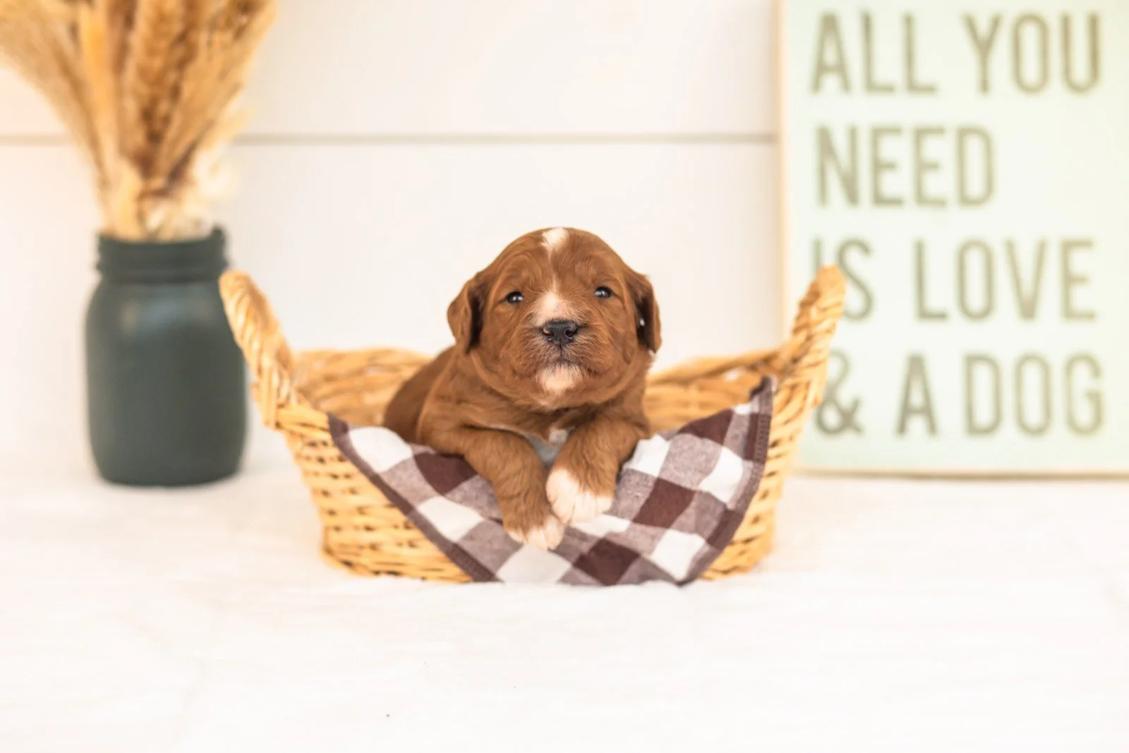 Tigger goldendoodle for sale.jpg