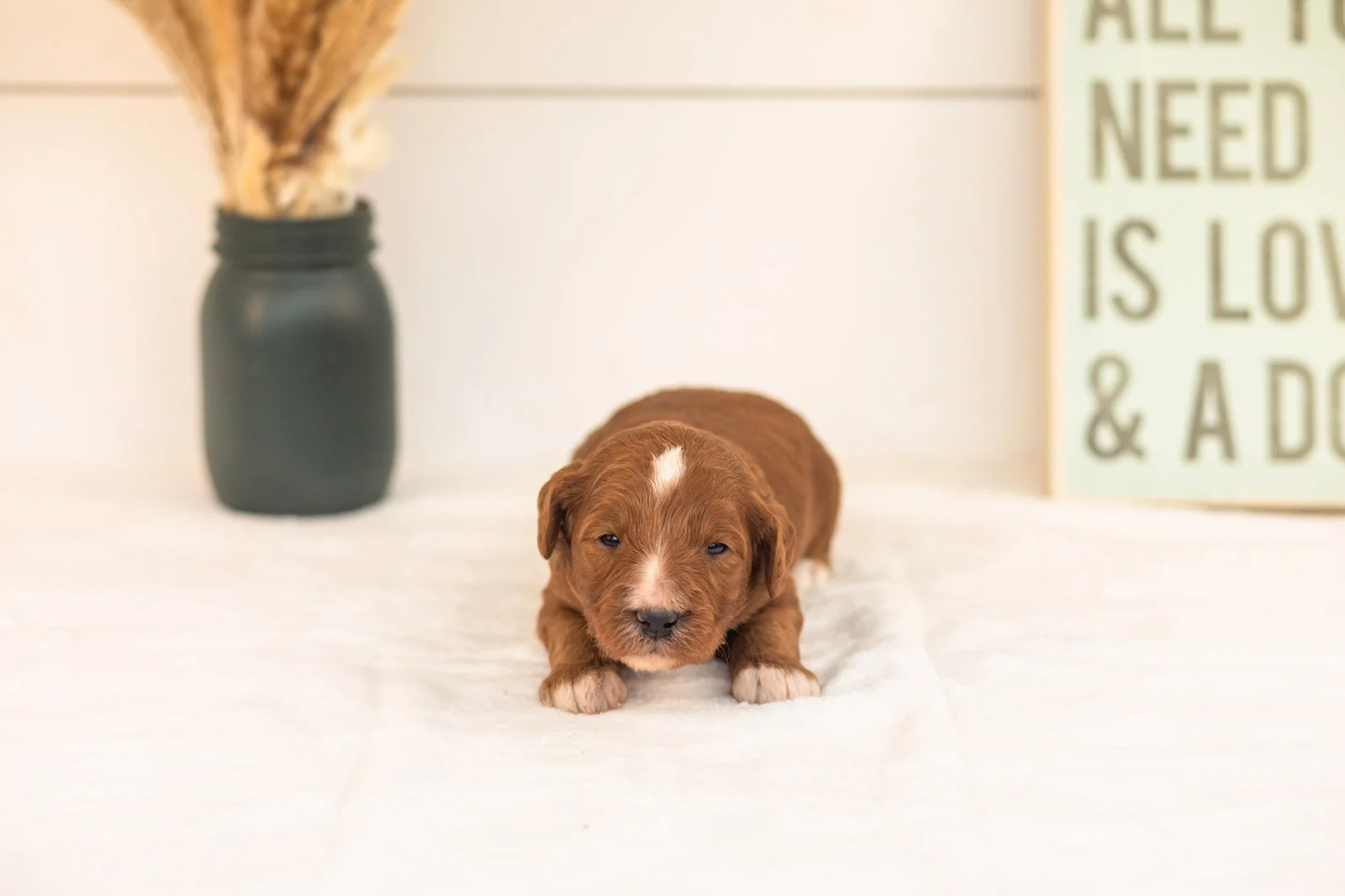 Tigger goldendoodle for sale(1).jpg