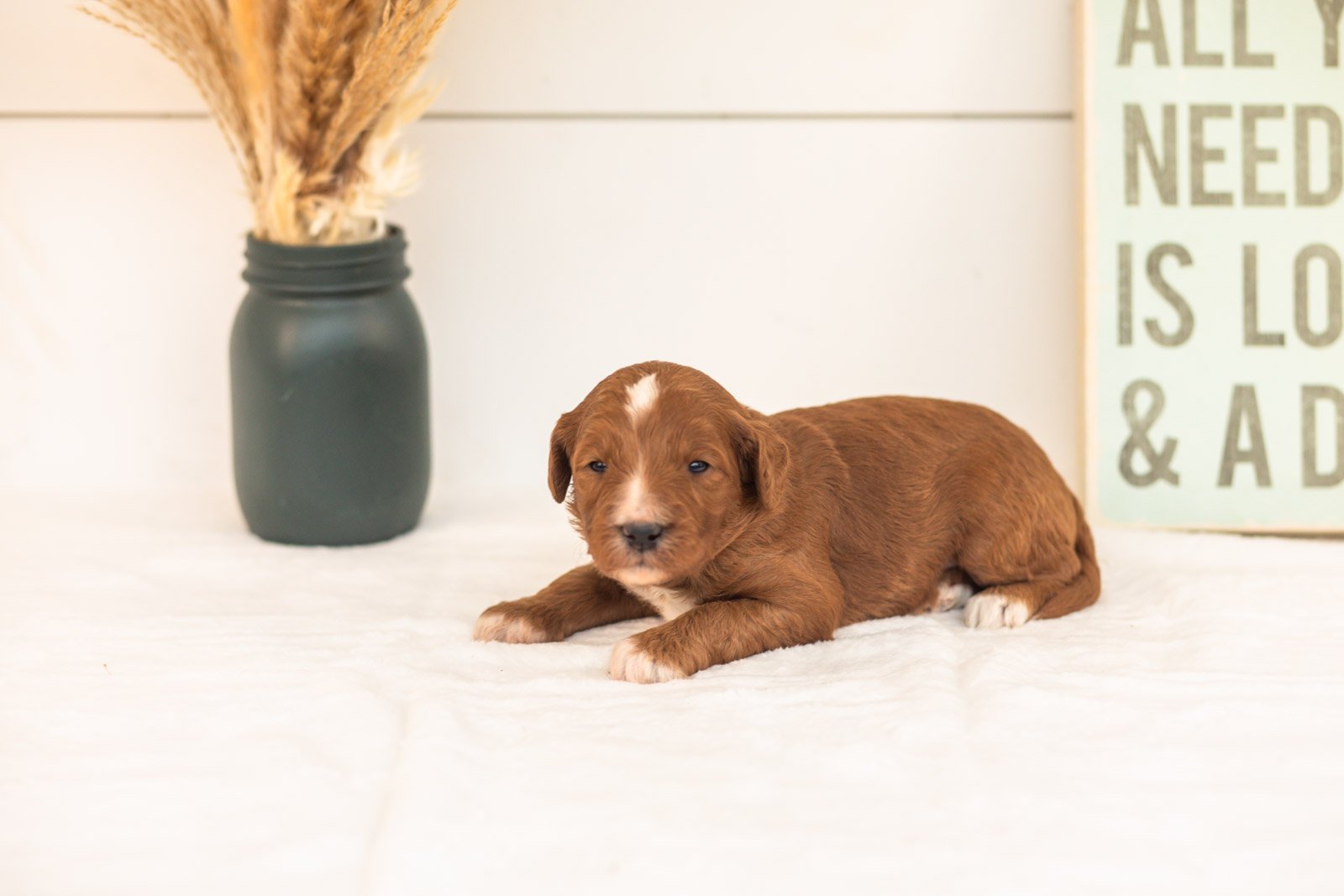 Tigger goldendoodle for sale(3).jpg