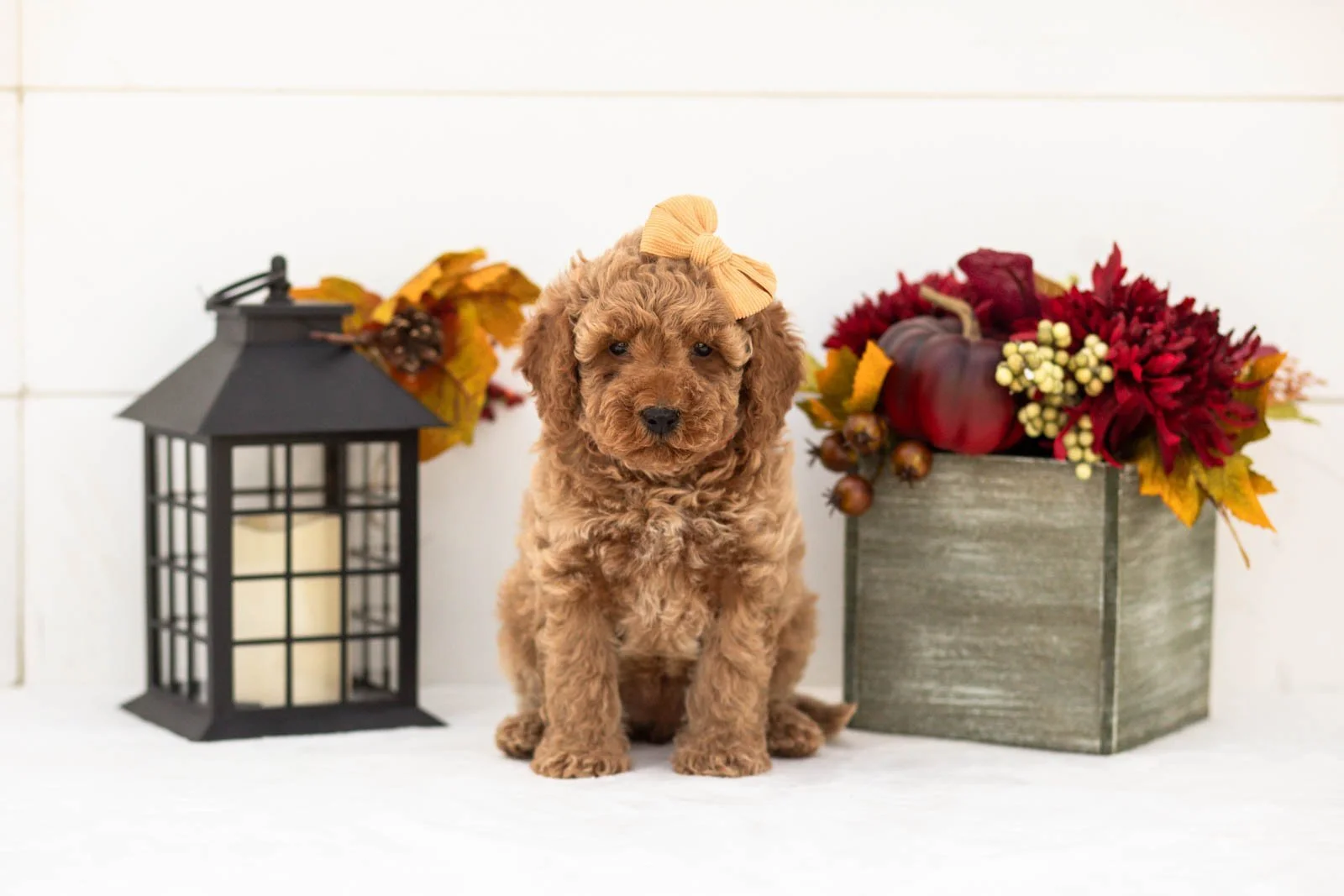 Lily goldendoodle for sale(1).jpg
