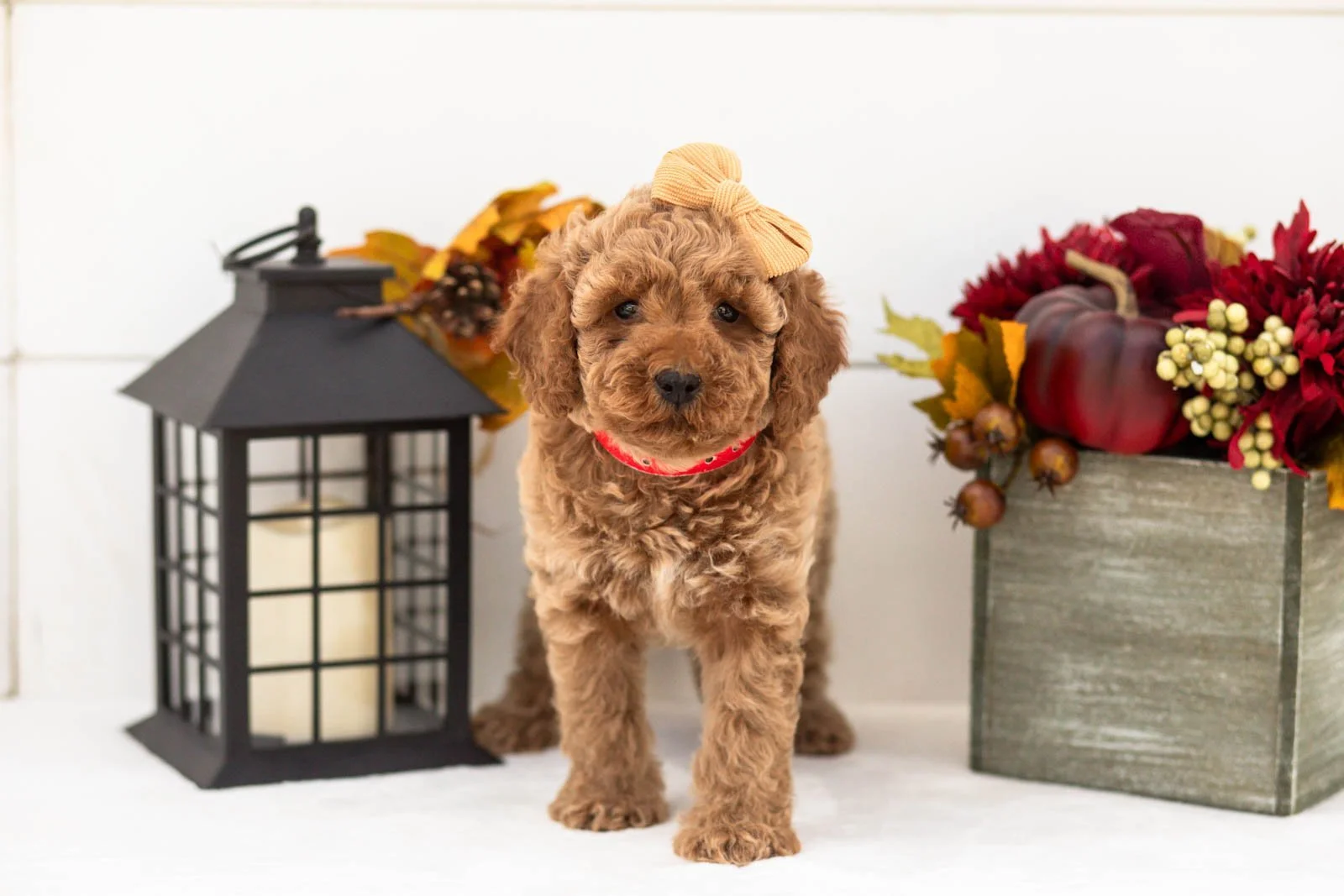 Lily goldendoodle for sale(2).jpg
