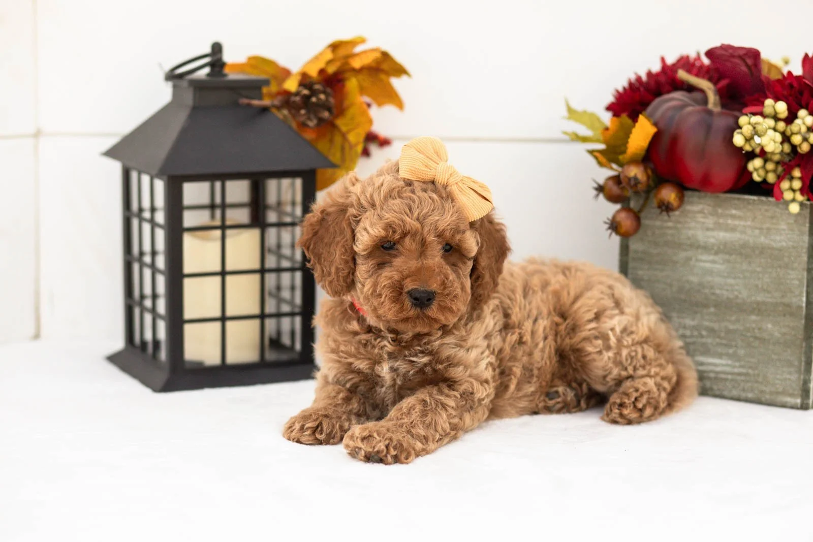 Lily goldendoodle for sale.jpg