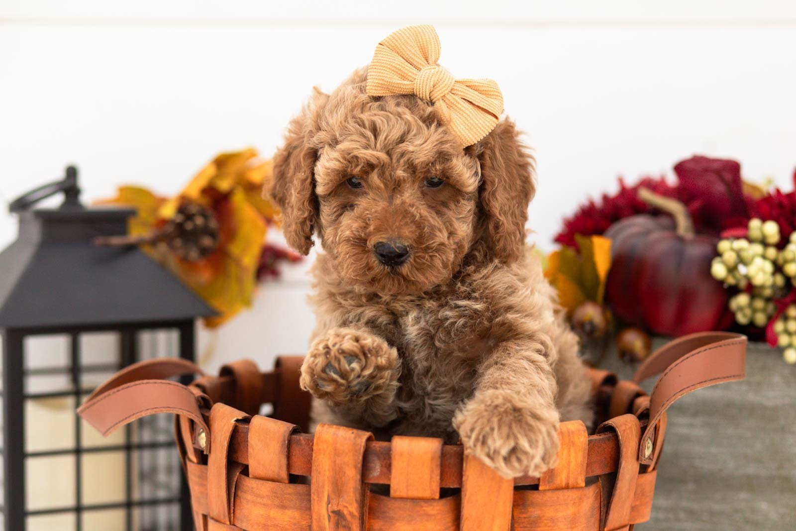 Lily goldendoodle for sale(4).jpg