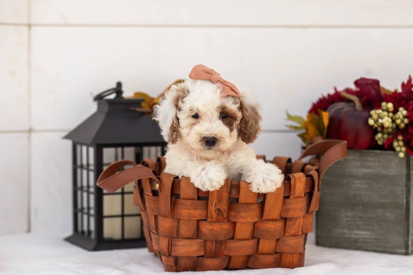 Olive goldendoodle for sale.jpg