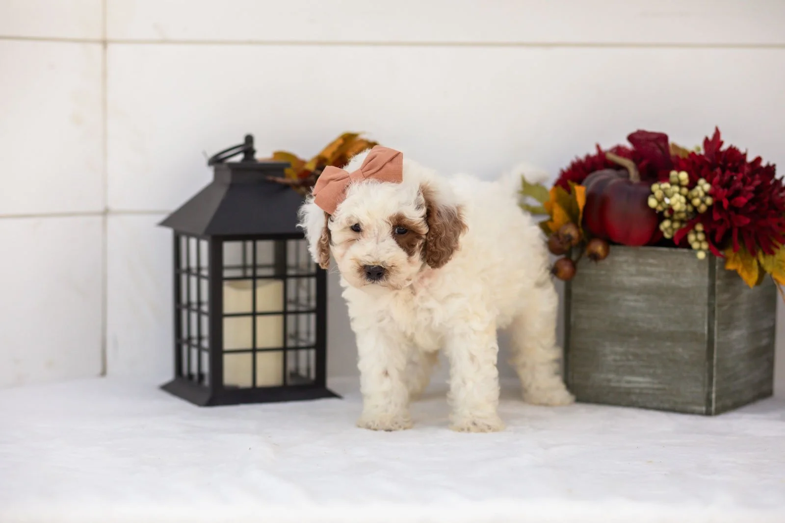 Olive goldendoodle for sale(2).jpg