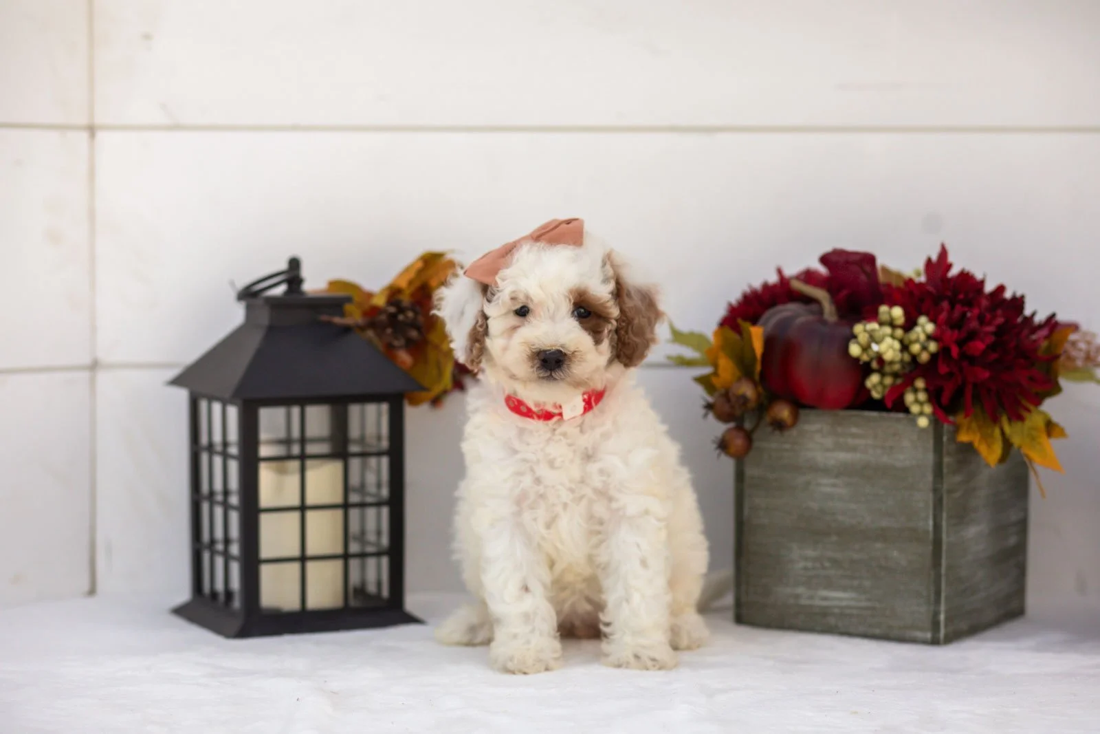 Olive goldendoodle for sale(3).jpg